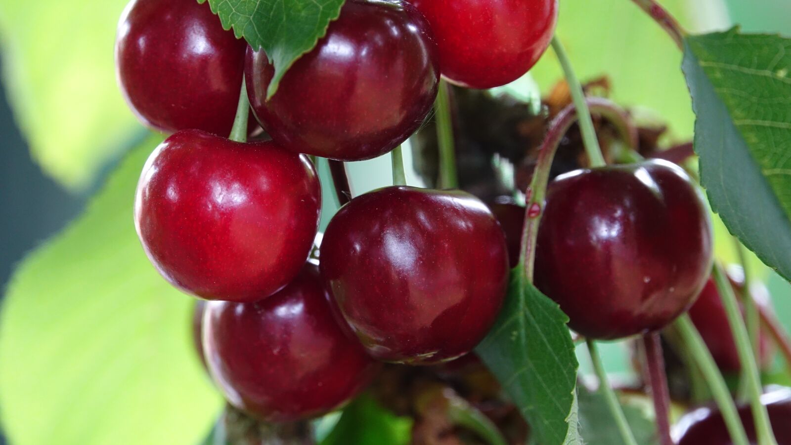 Sony Cyber-shot DSC-RX10 III sample photo. Cherries well in the photography