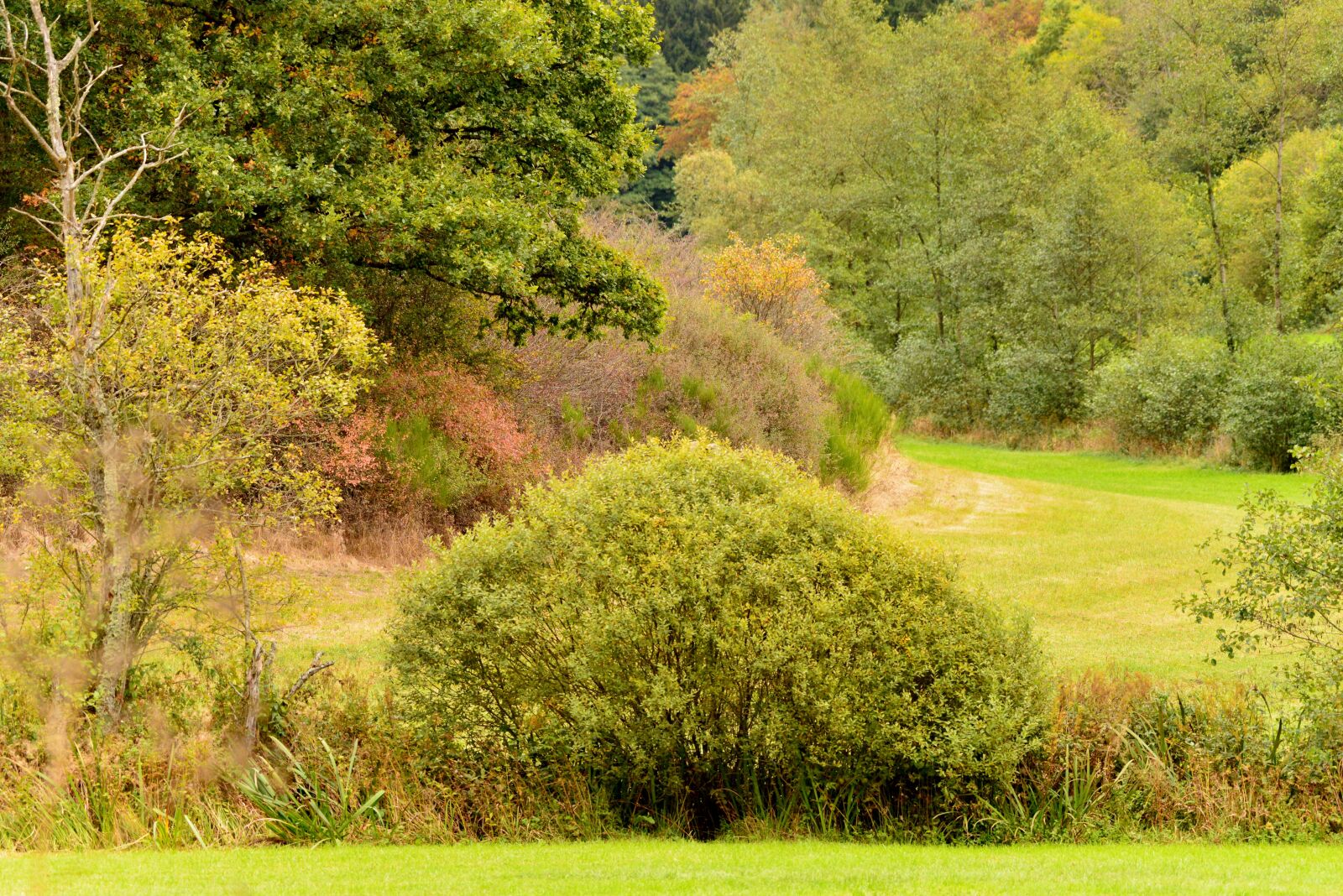 Nikon D600 sample photo. Landscape, nature, green photography