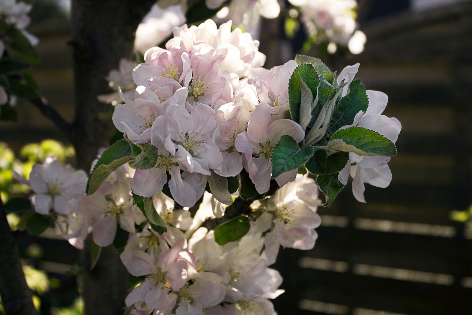 Canon EOS 1100D (EOS Rebel T3 / EOS Kiss X50) sample photo. Apple blossom, tree, apple photography