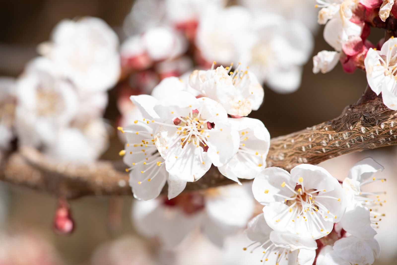 Nikon D750 sample photo. Flowers, white, spring photography