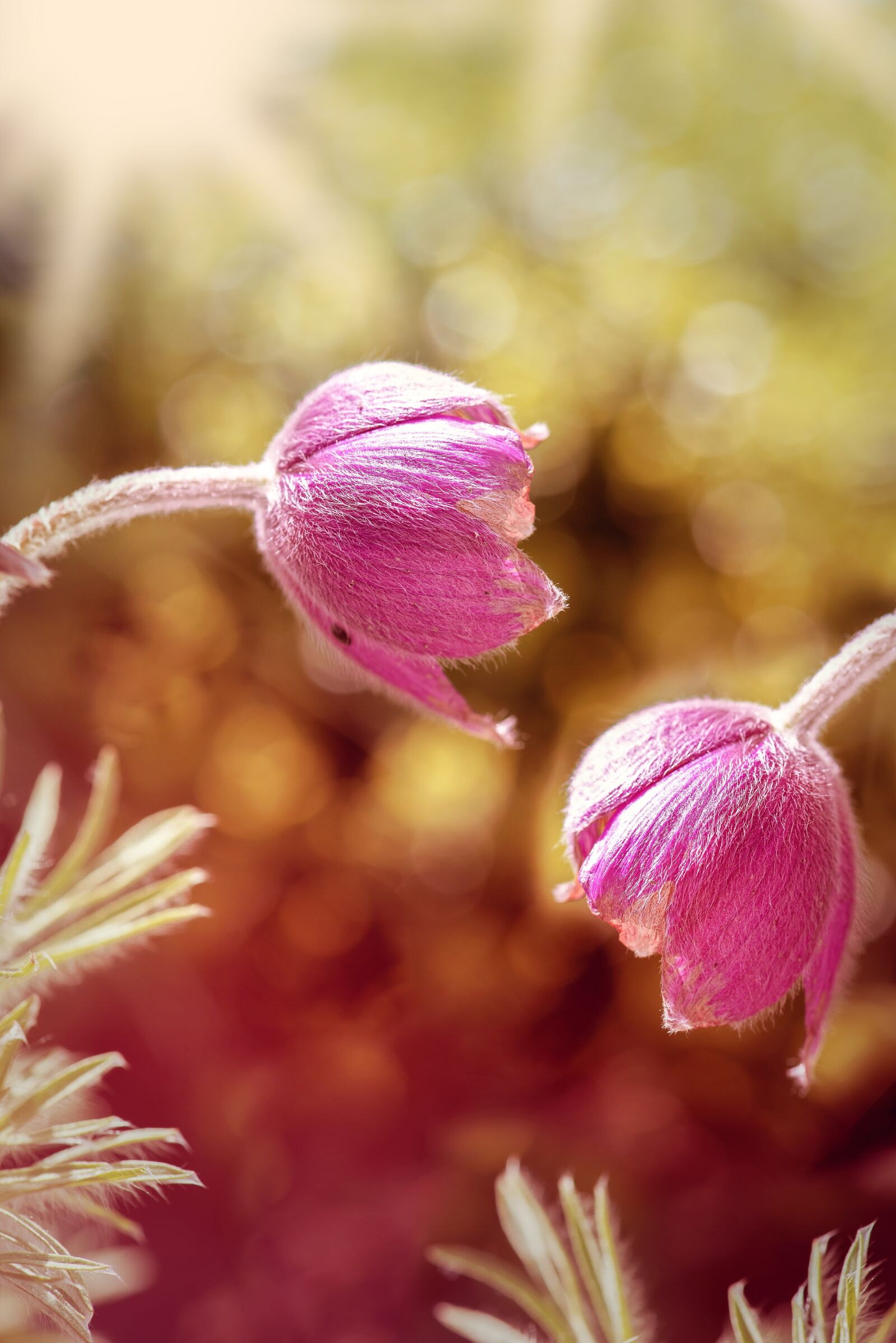 Nikon D750 sample photo. Common pasque flower, pulsatilla photography