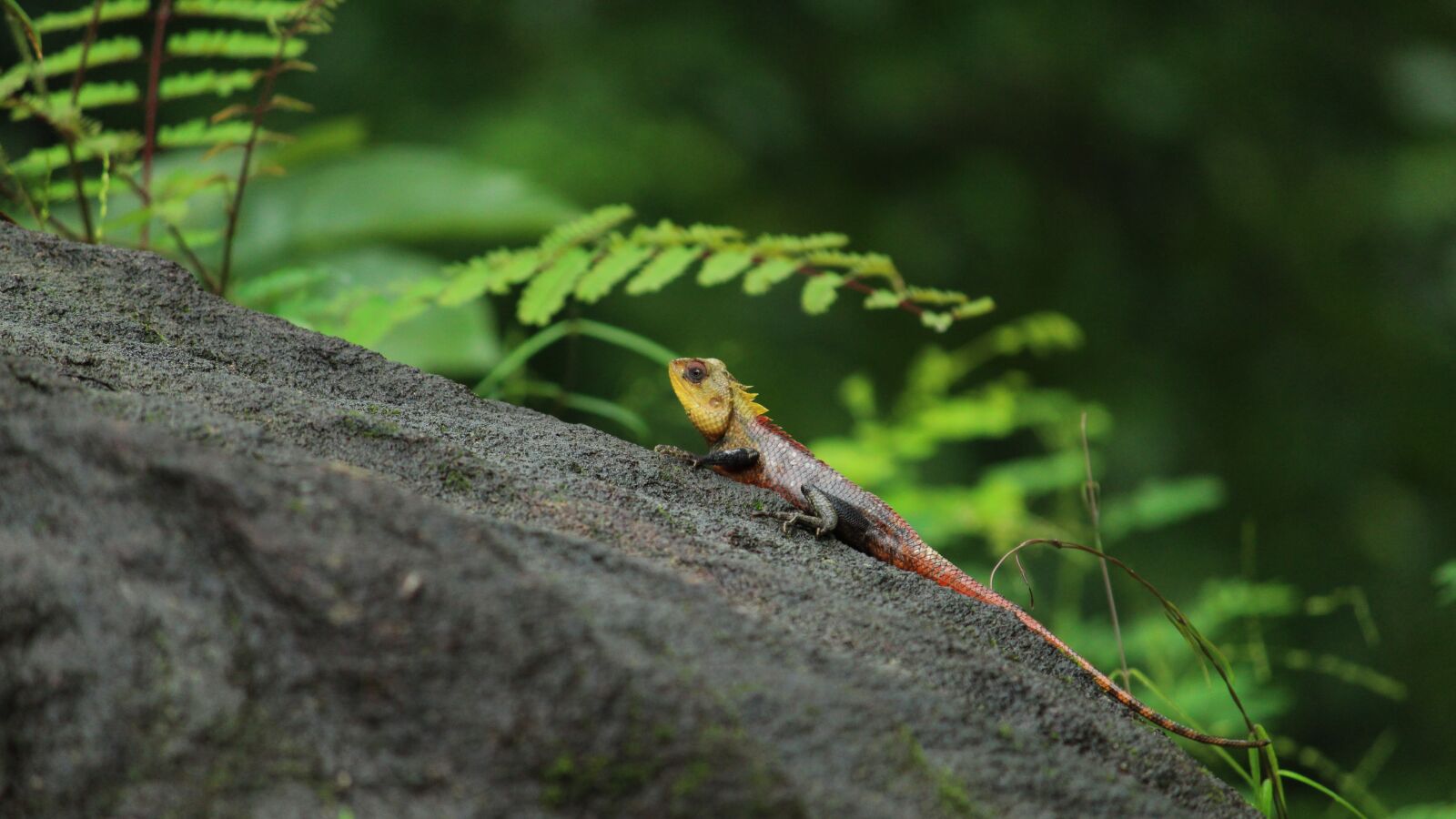 Canon EOS 1300D (EOS Rebel T6 / EOS Kiss X80) sample photo. Chameleon, indian, reptile photography