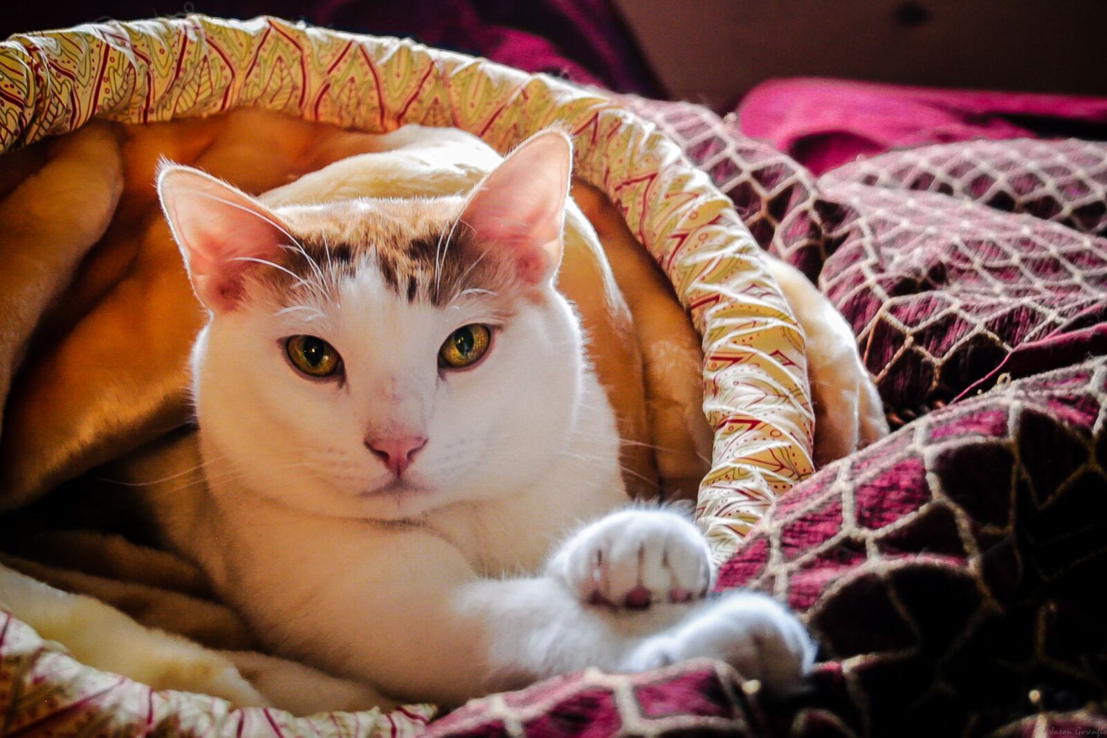 Canon EOS 350D (EOS Digital Rebel XT / EOS Kiss Digital N) sample photo. Cat, purr, kitten photography