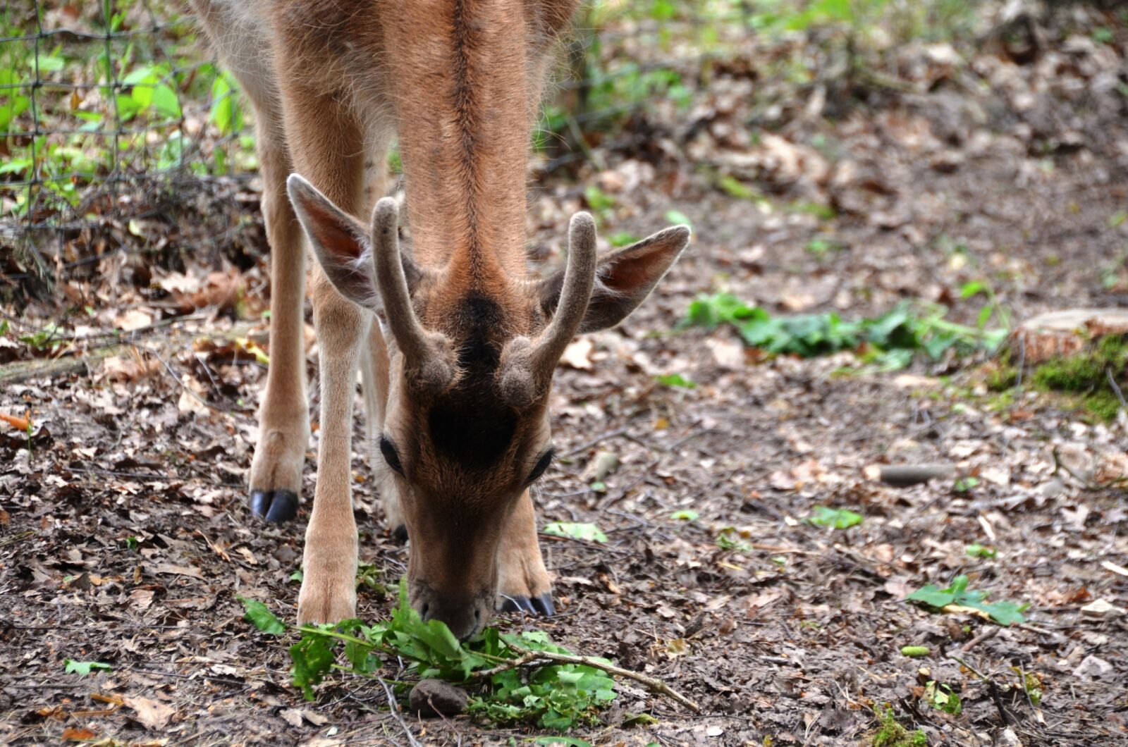 Nikon D5100 sample photo. Roe deer, wild, forest photography