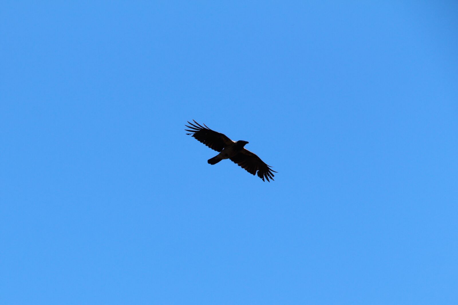 Canon EOS 650D (EOS Rebel T4i / EOS Kiss X6i) sample photo. Crow, flight, sky photography