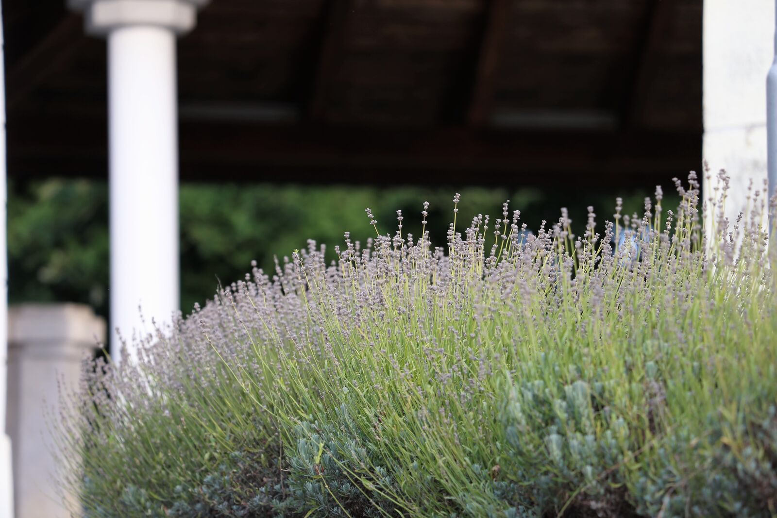 Canon EF 70-300 F4-5.6 IS II USM sample photo. Lavender row, flora, bloom photography
