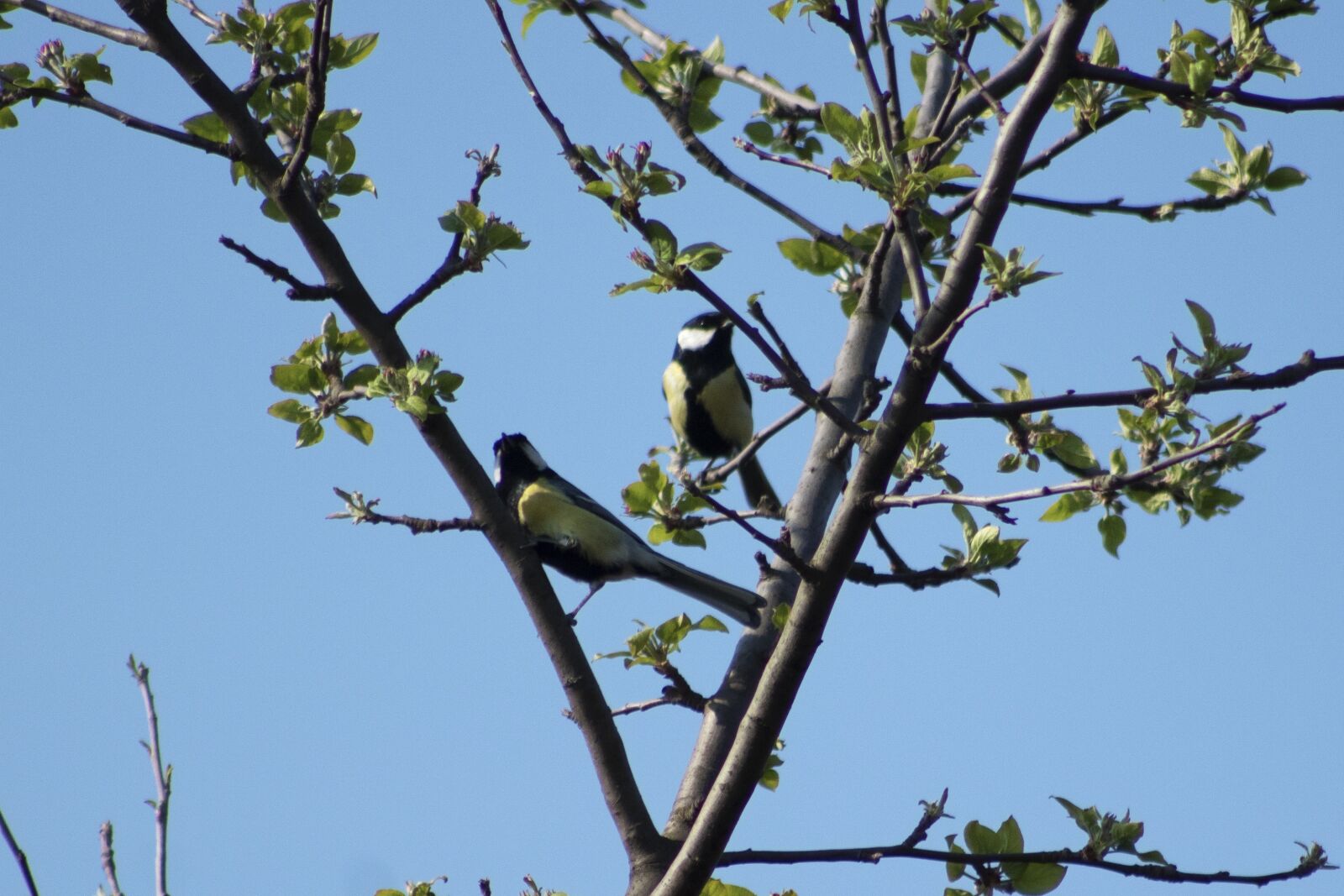 Canon EF75-300mm f/4-5.6 sample photo. Titmouse, bird, forest photography