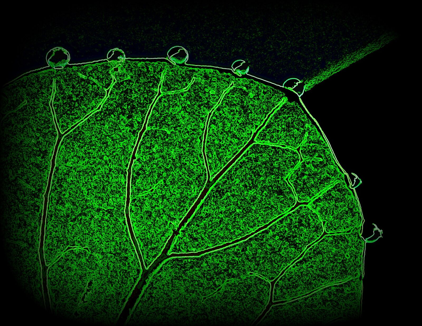 Sony Cyber-shot DSC-W560 sample photo. Leaf, green, drops of photography