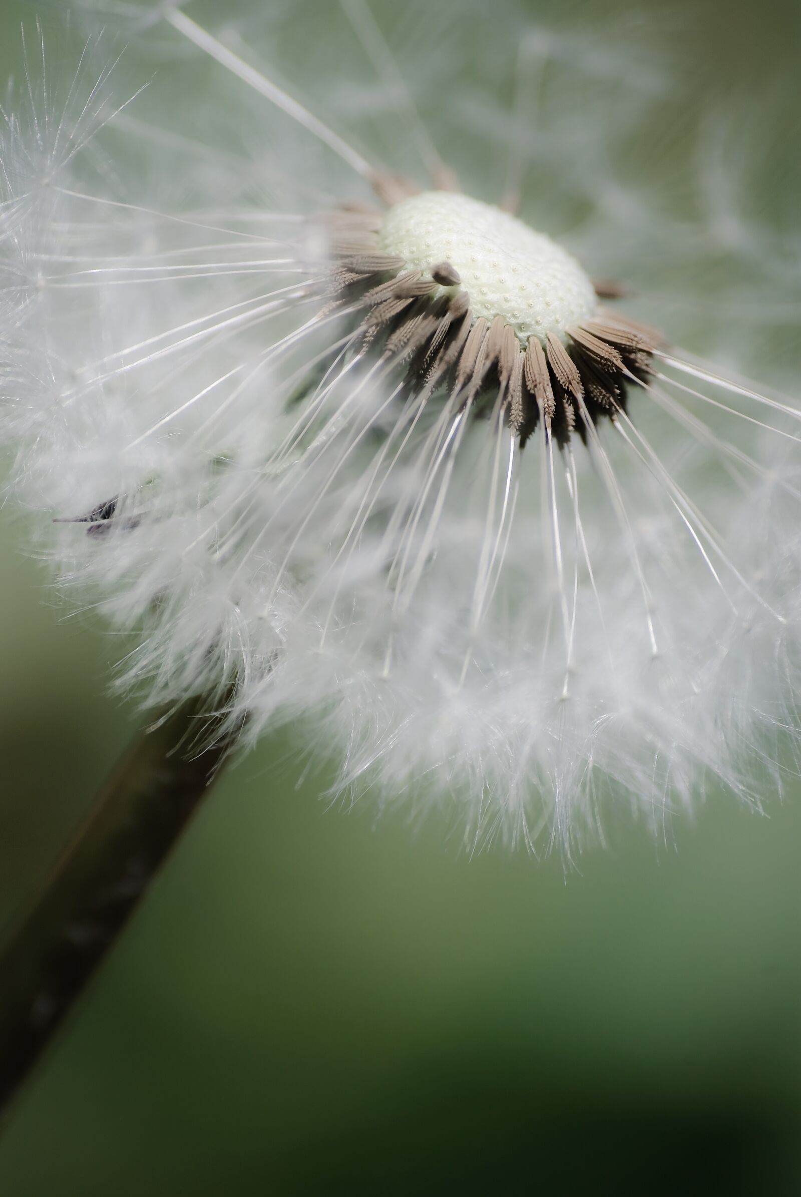Nikon D80 sample photo. Fluffy, nature, summer photography