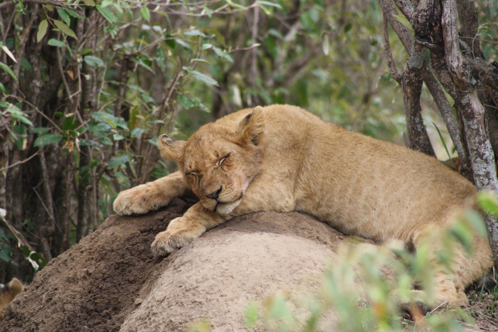 Canon EOS 1000D (EOS Digital Rebel XS / EOS Kiss F) sample photo. Lion cub, africa, masai photography