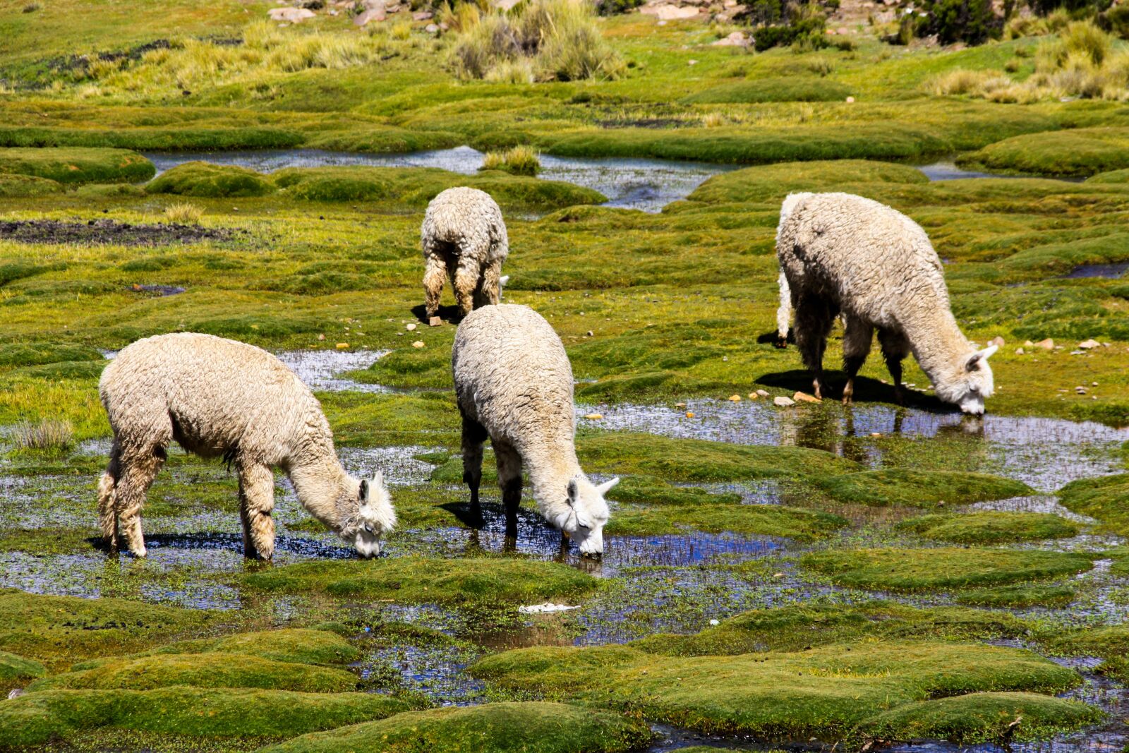 Canon EOS 450D (EOS Rebel XSi / EOS Kiss X2) sample photo. Alpacas, flock, altiplano photography