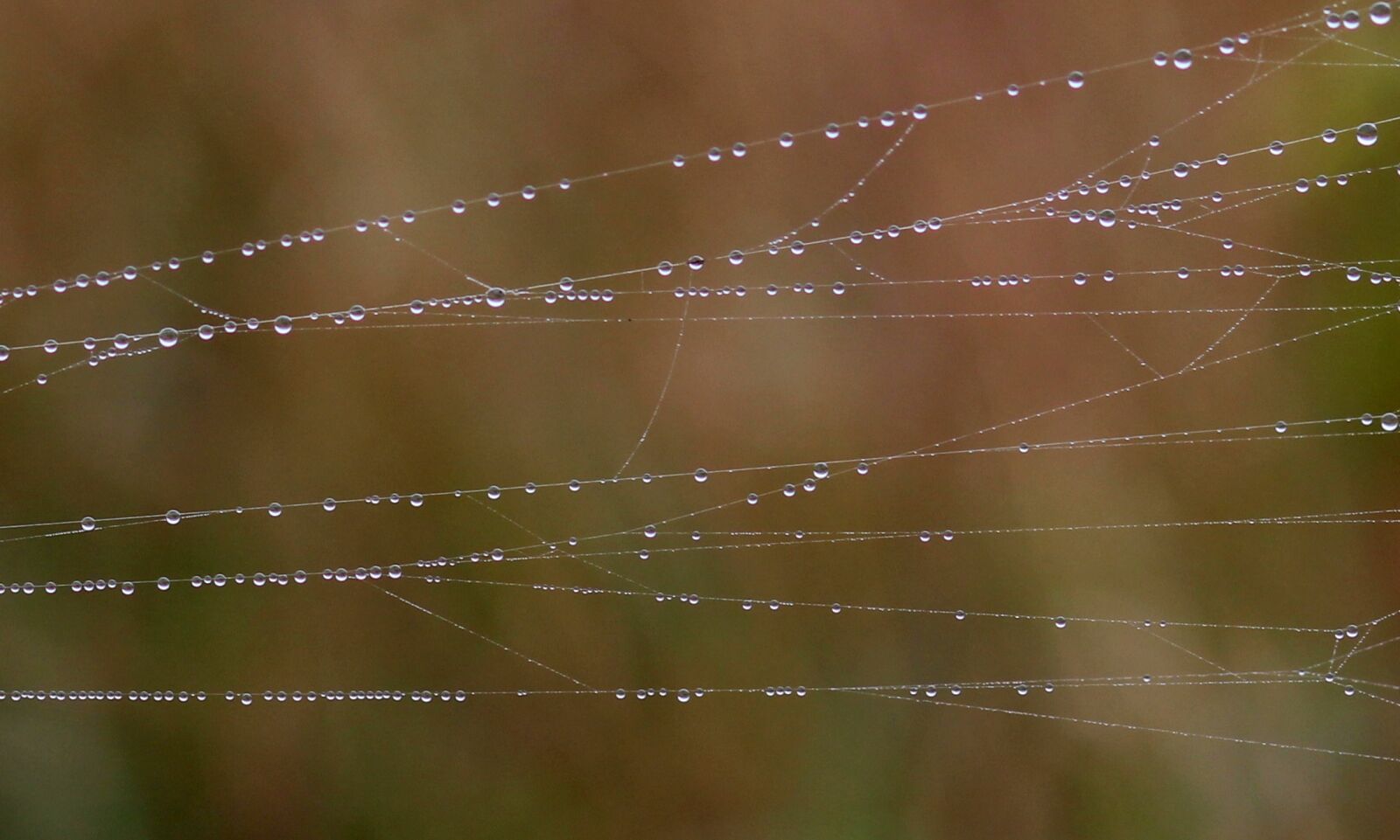 Canon EOS 700D (EOS Rebel T5i / EOS Kiss X7i) + Canon EF 85mm F1.8 USM sample photo. Spider web, drops, dew photography