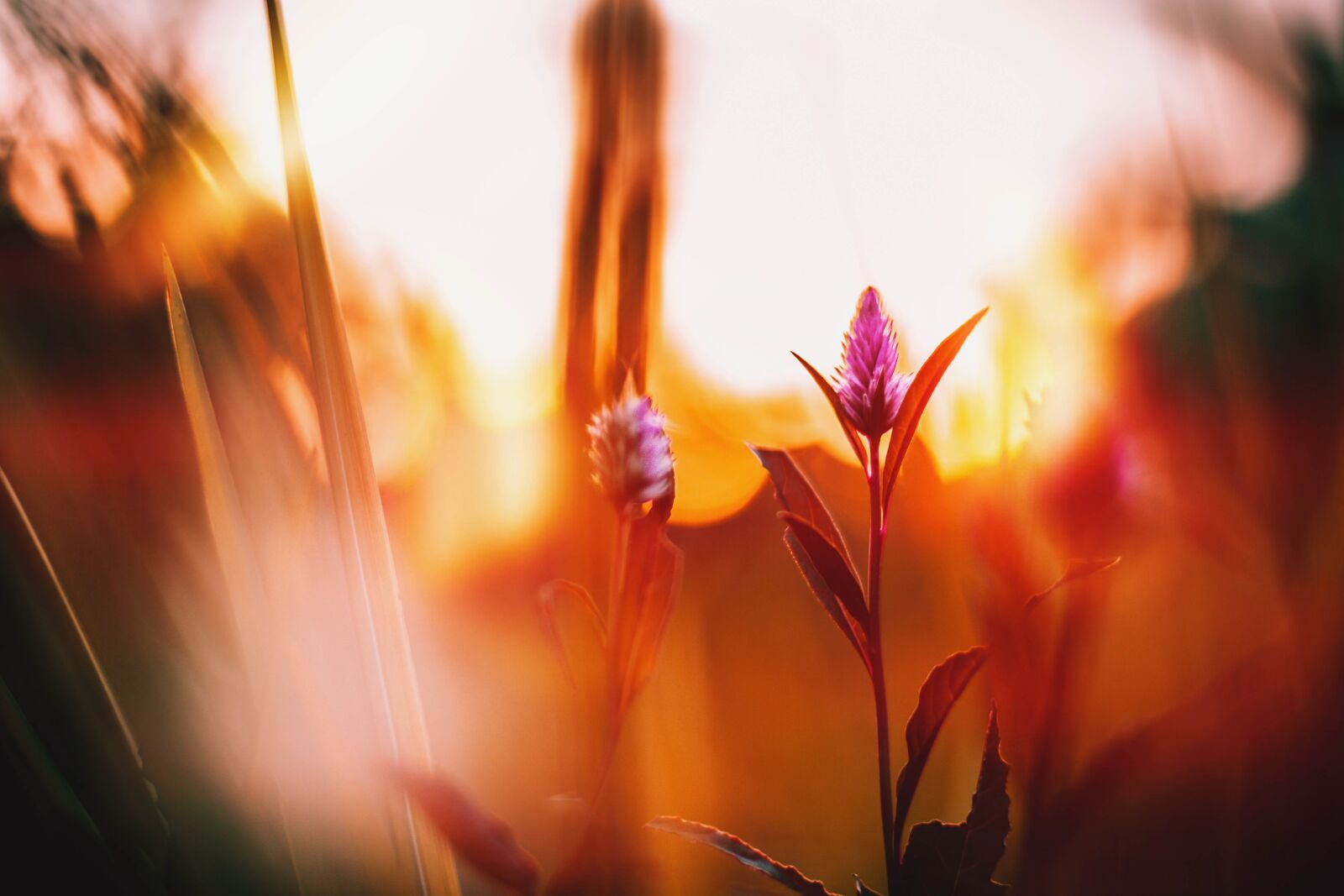 Nikon D5200 sample photo. Bokeh, nature, flower photography