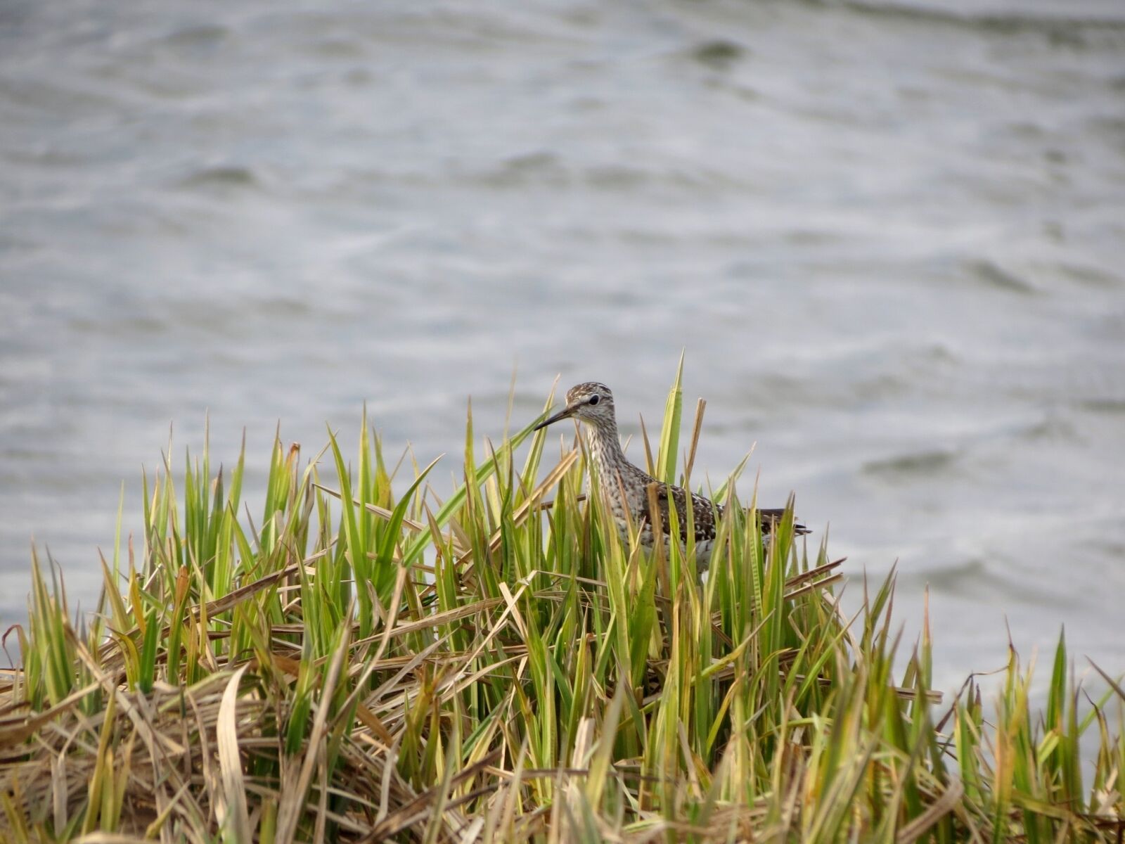 Canon PowerShot SX40 HS sample photo. Birds, kulik, beach photography