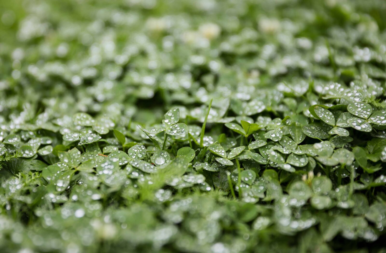 Canon EOS 5D Mark IV sample photo. Environment, dew, moisture, nature photography