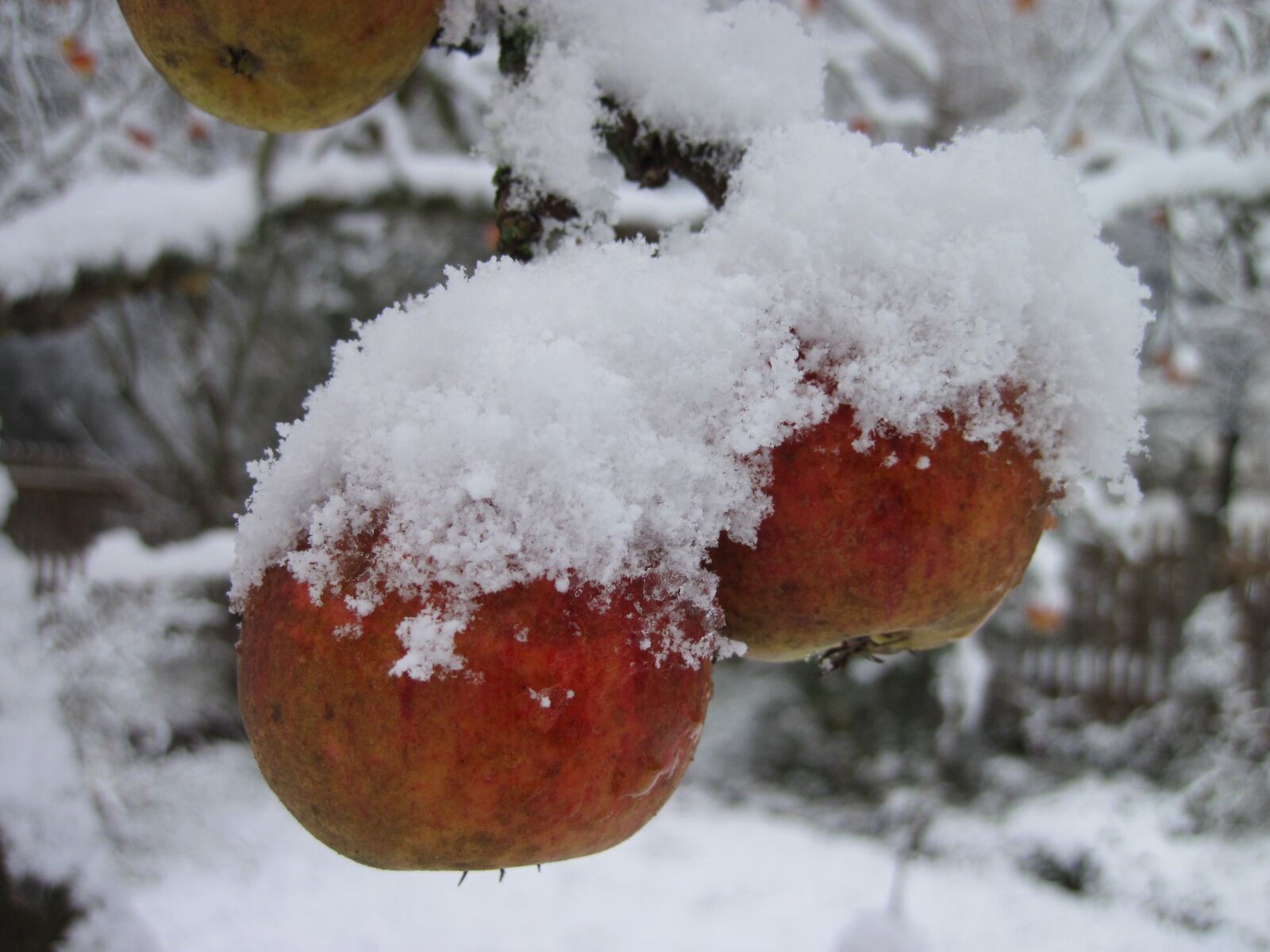 Canon PowerShot D10 sample photo. Apple tree, snow, red photography
