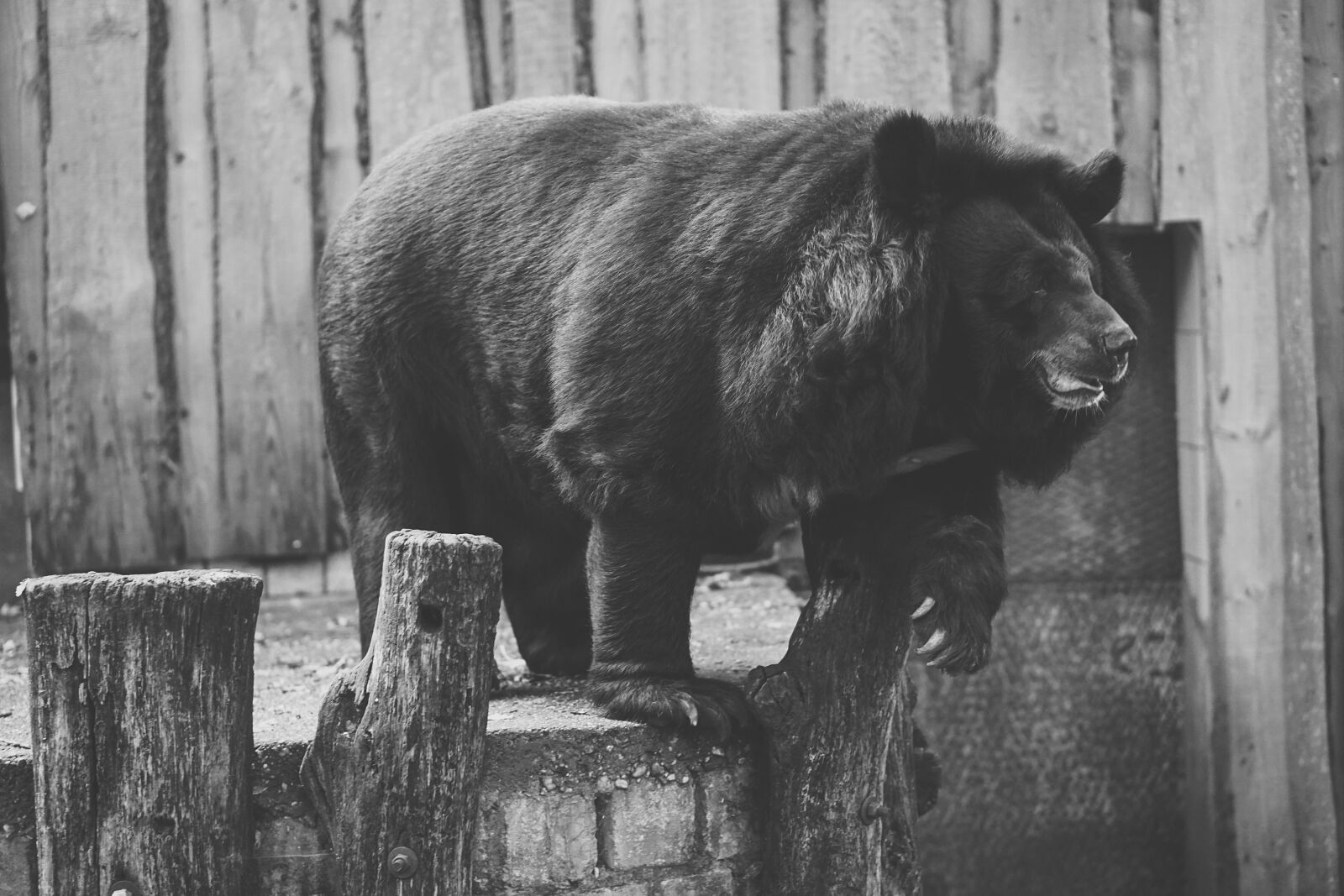 E 50mm F1.8 OSS sample photo. Bear, captivity, black and photography
