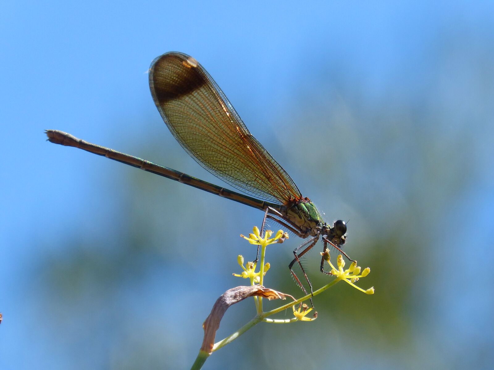 Panasonic DMC-FZ62 sample photo. Dragonfly, damselfly, fennel photography