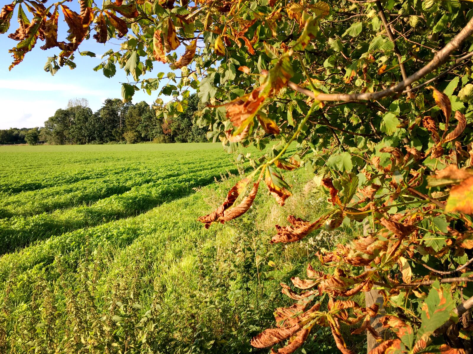 Apple iPhone 6s sample photo. Autumn, chestnut, autumn fruit photography