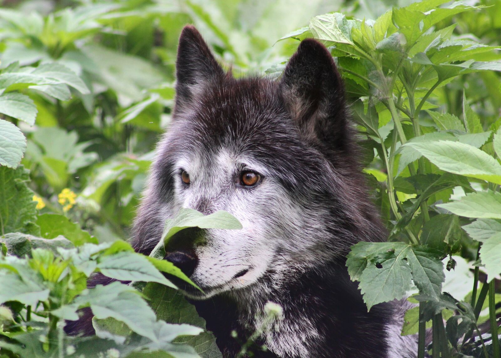 Canon EOS 550D (EOS Rebel T2i / EOS Kiss X4) sample photo. Wolf, wolves, wildlife photography