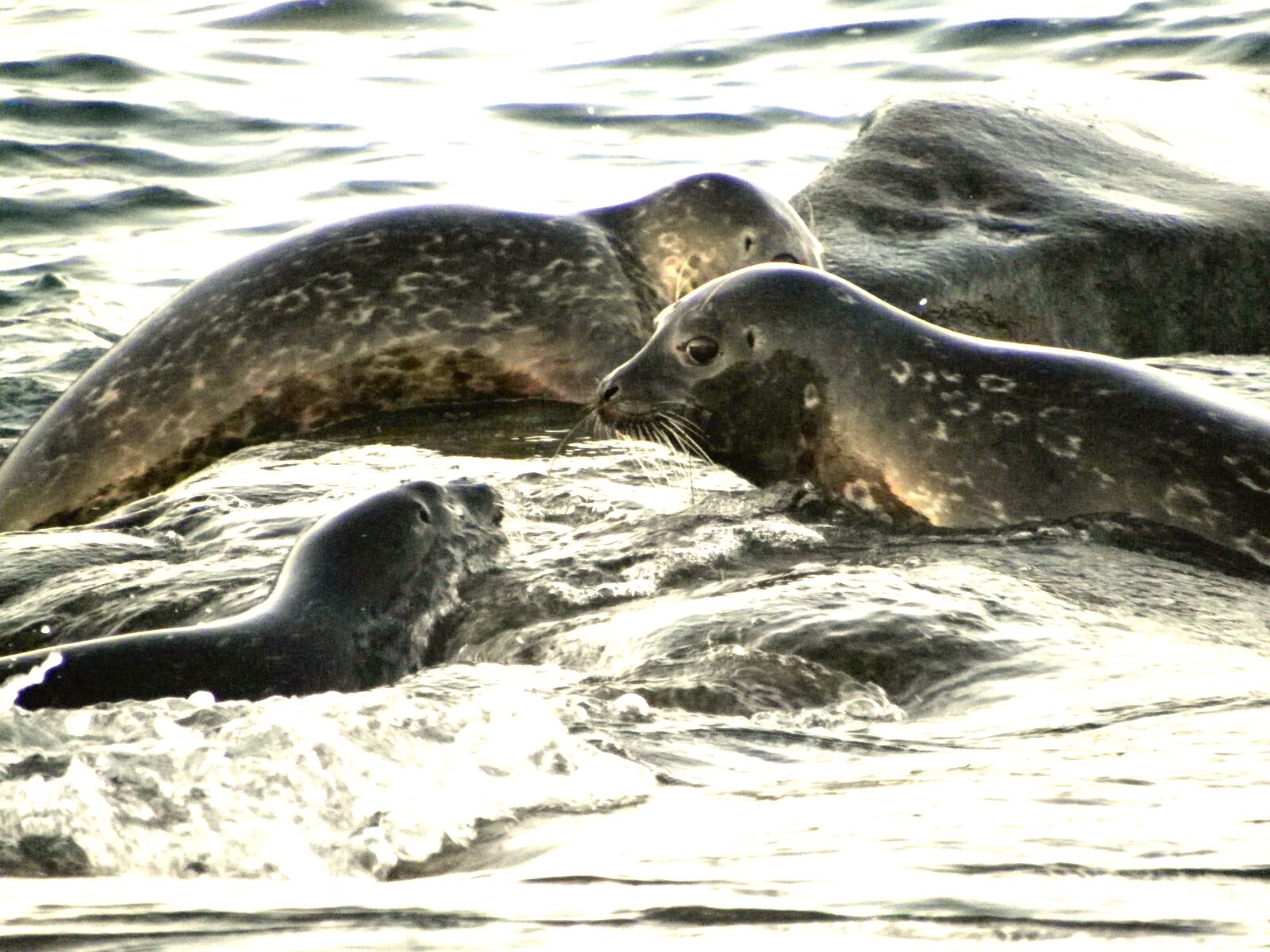 Pentax X90 sample photo. Wildlife, seal, nature photography