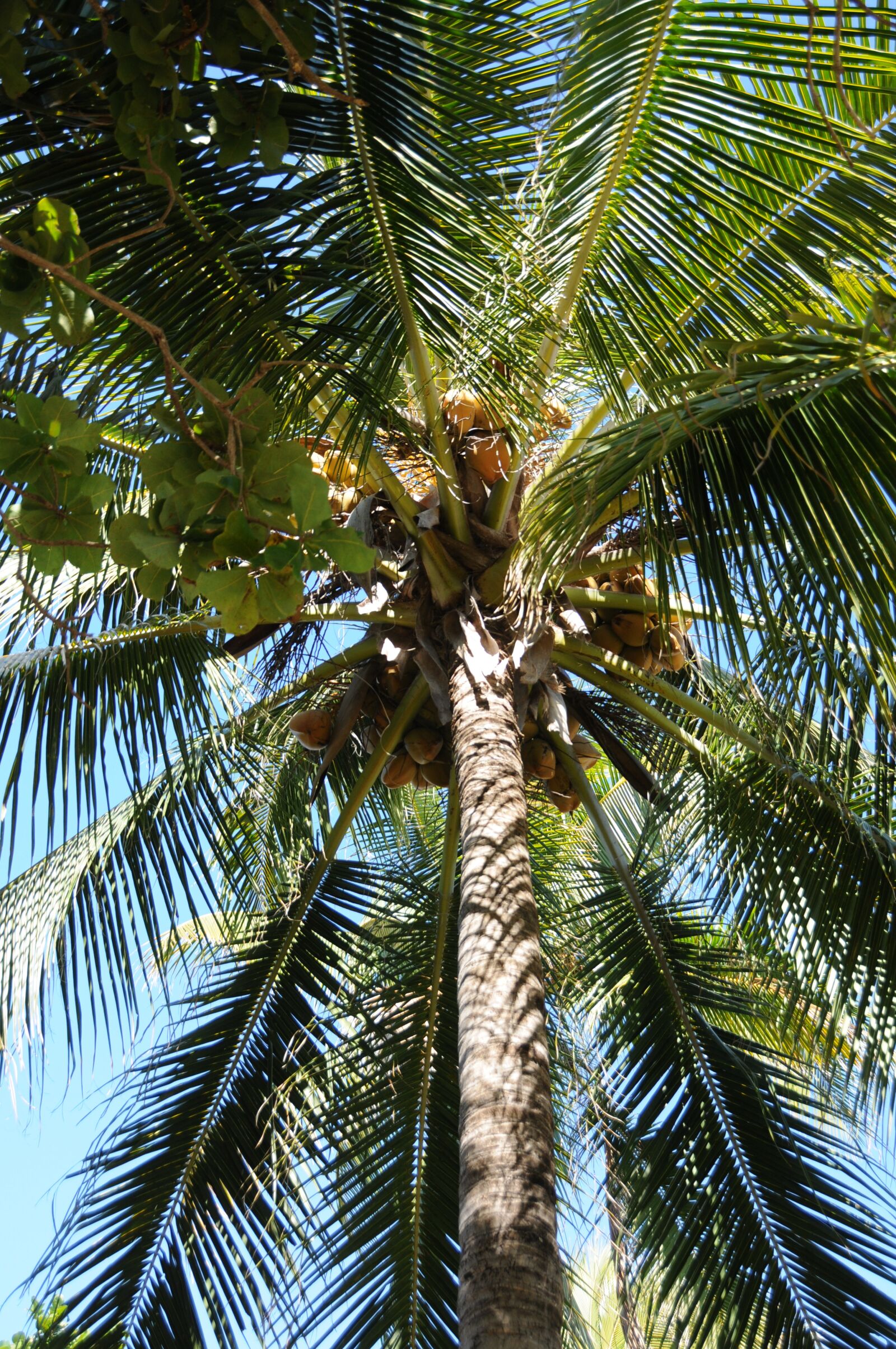 Nikon D300 sample photo. Palm, coconut, tropical photography
