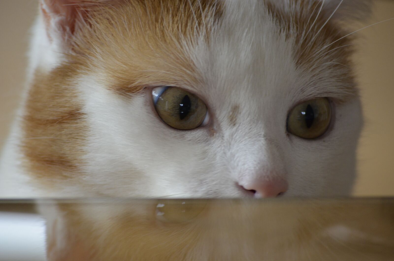Nikon D5100 sample photo. Cat, lauer, cunning photography