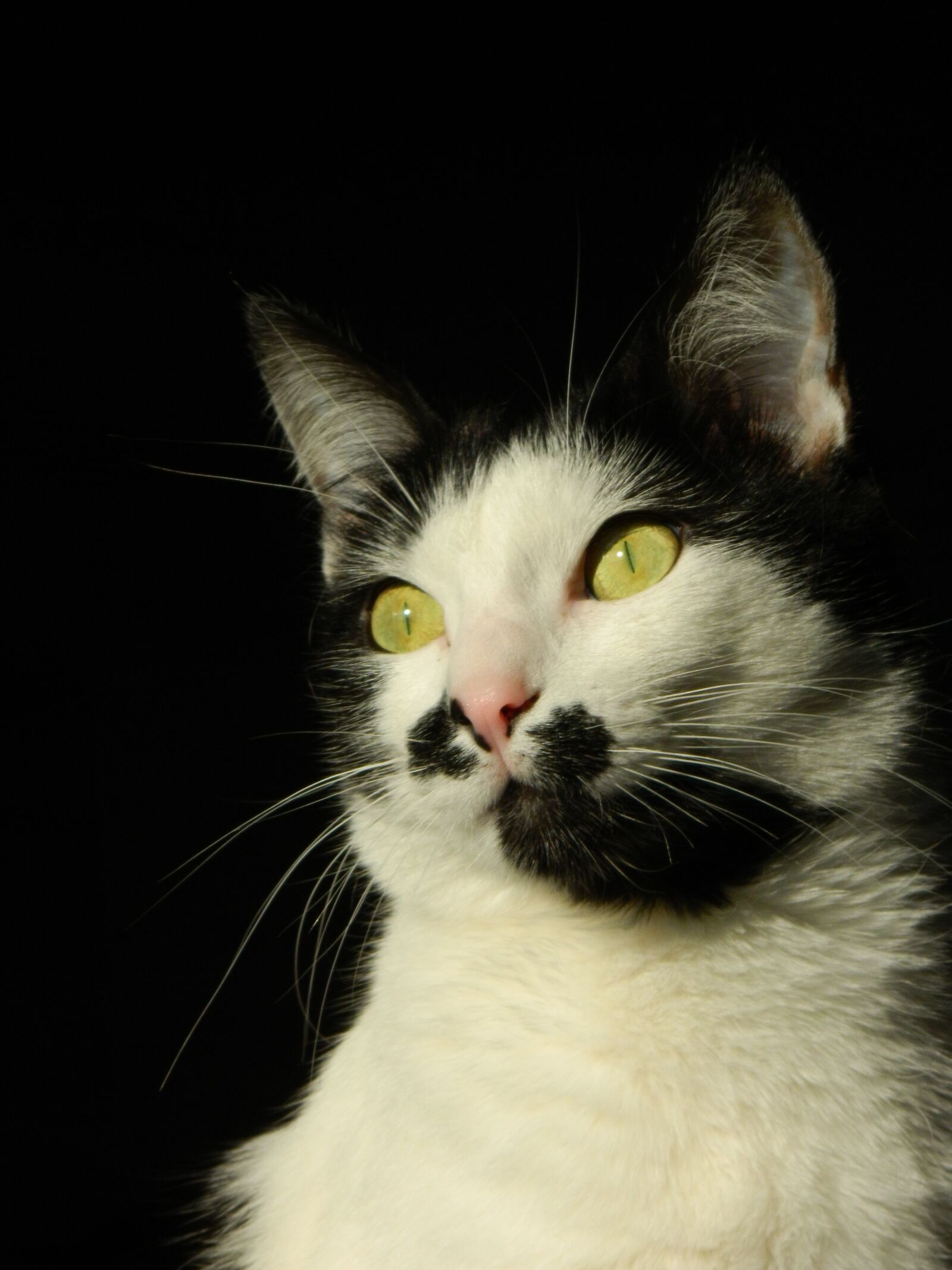 Nikon COOLPIX L310 sample photo. Cat, pets, eyes photography