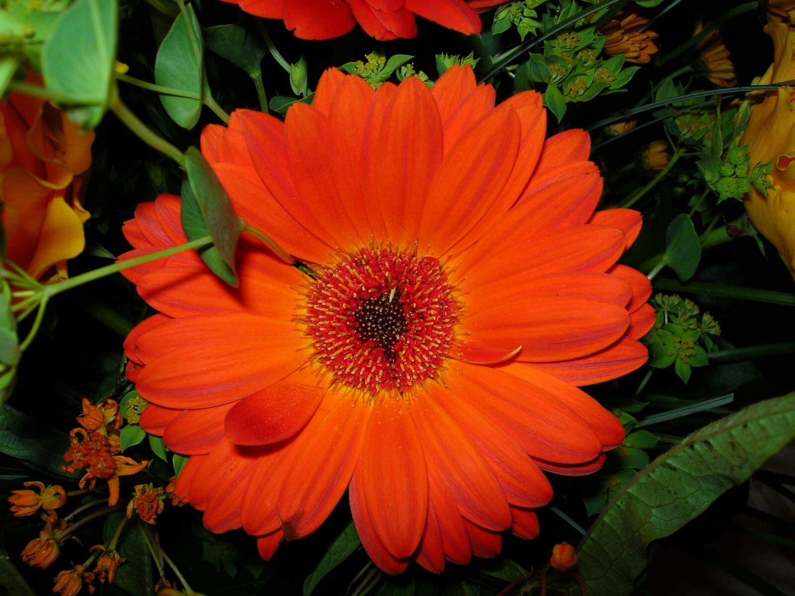 Nikon E5900 sample photo. Gerbera, bloom, romantic photography