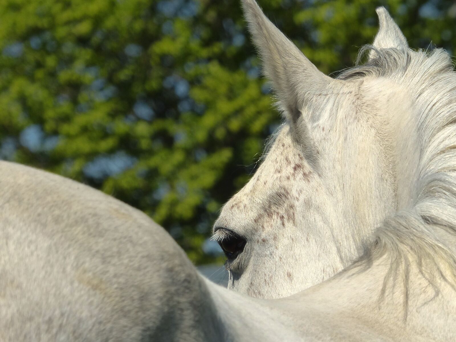 Panasonic Lumix DMC-FZ200 sample photo. Horse, look, pure arab photography