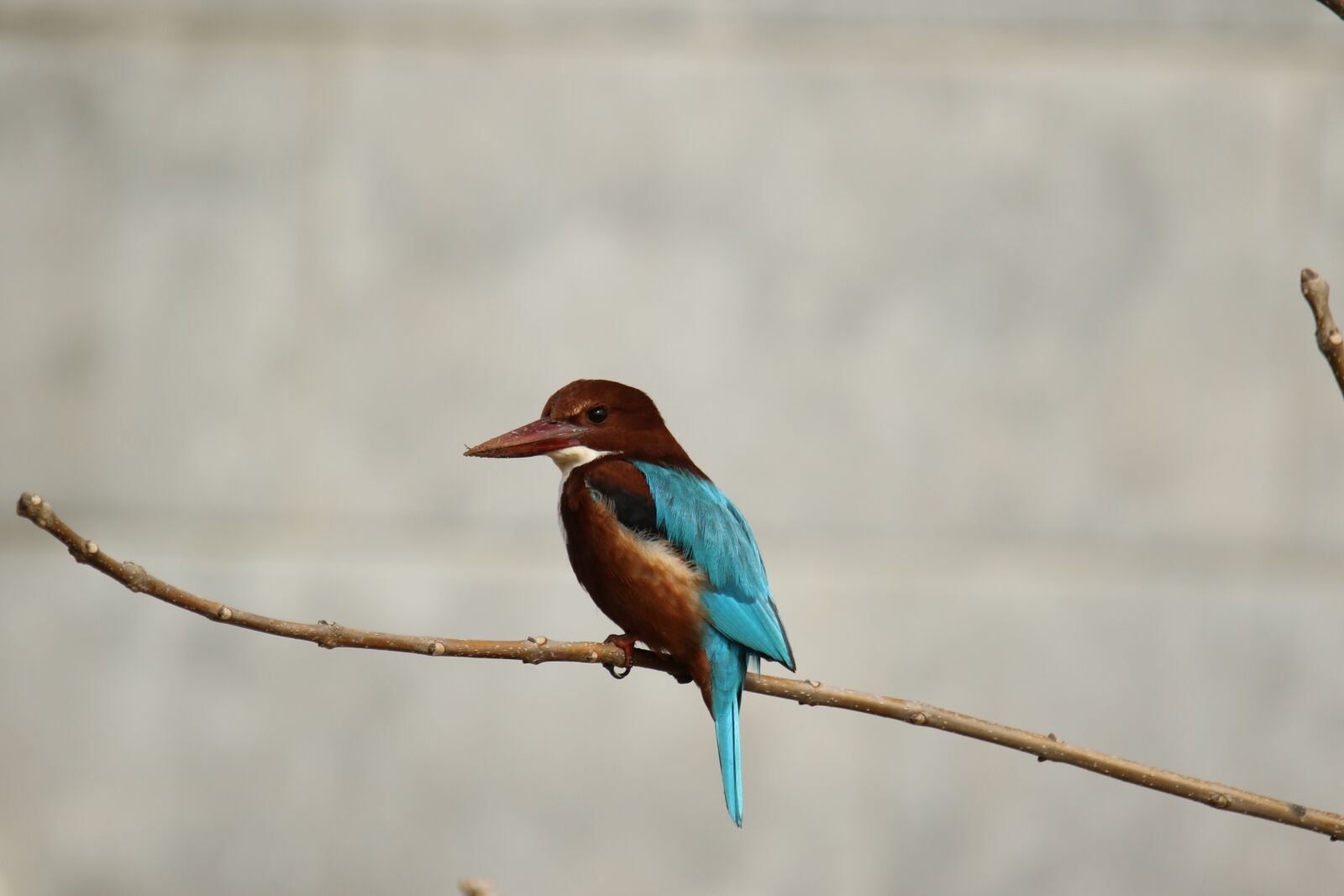 Canon EOS 7D Mark II sample photo. Animal, bird, branch photography
