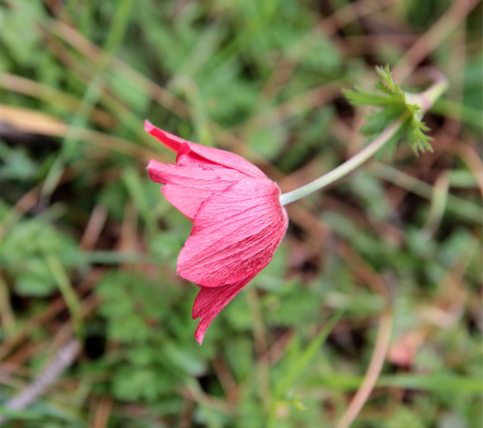 Canon EOS 550D (EOS Rebel T2i / EOS Kiss X4) sample photo. Anemone, wild flower, plant photography