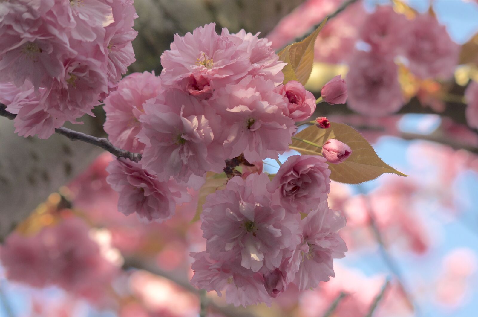 Nikon D5100 sample photo. Cherry blossom, banner, spring photography