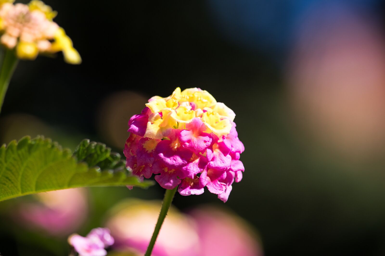 Canon EF-S 55-250mm F4-5.6 IS STM sample photo. Blossom, bloom, plant photography