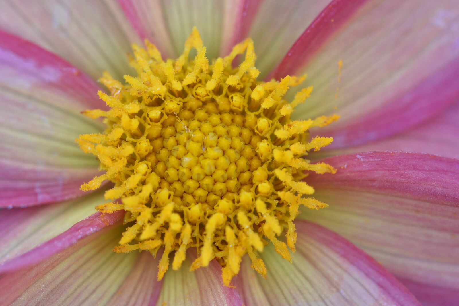 Nikon D750 sample photo. Dahlia, pink, beautiful photography