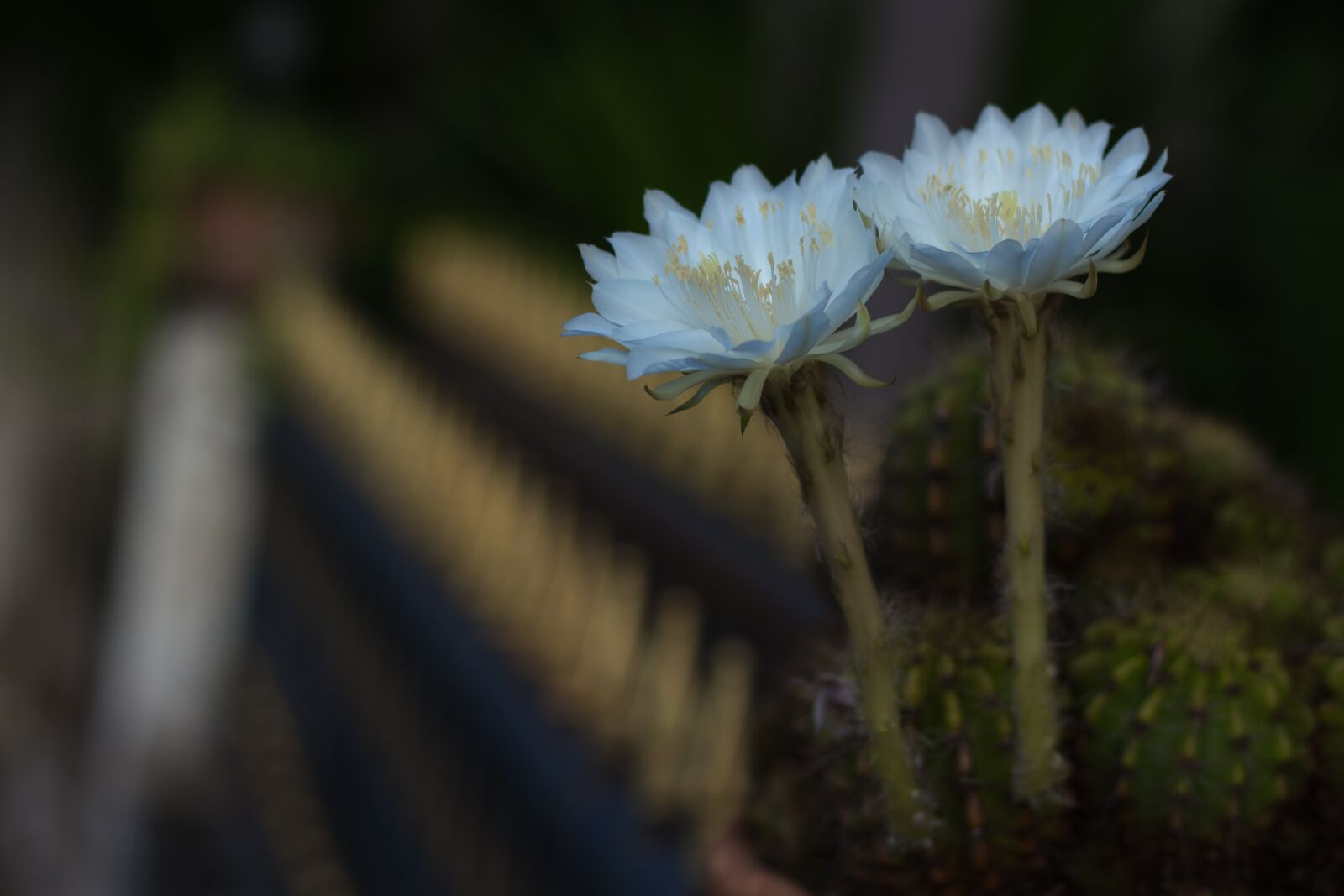 Canon EOS 700D (EOS Rebel T5i / EOS Kiss X7i) + Canon EF 50mm F1.8 STM sample photo. Flower, white, cantus photography