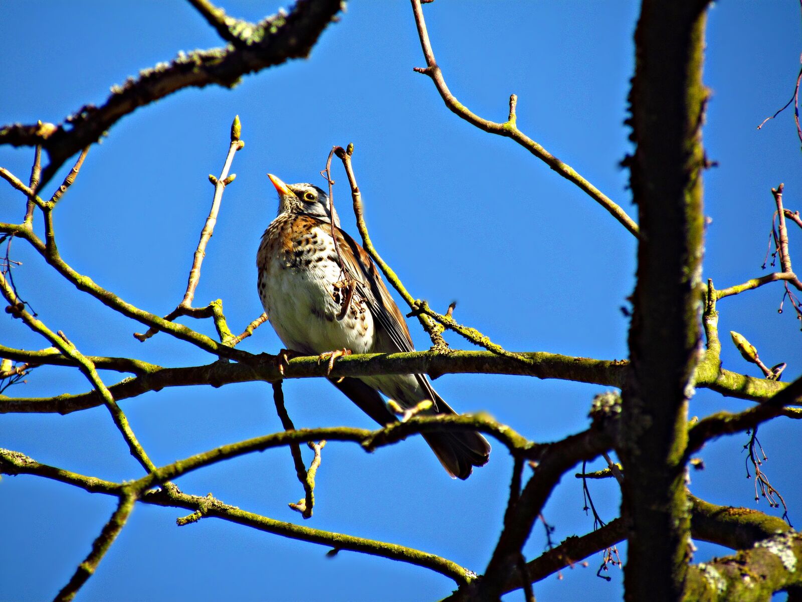 Canon PowerShot SX30 IS sample photo. Bird, drozd, park photography