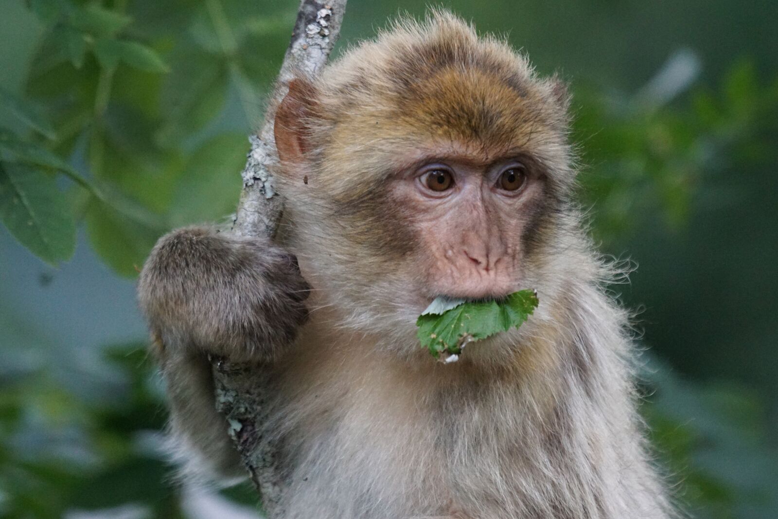 Sony 70-400mm F4-5.6 G SSM sample photo. Barbary ape, old world photography