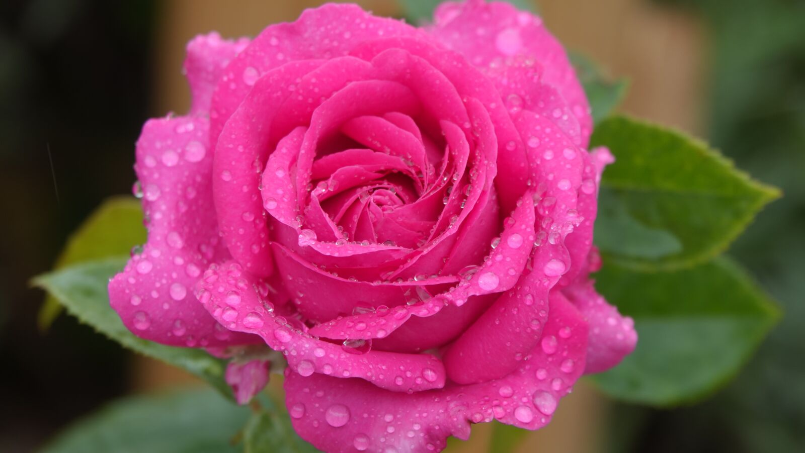 Sony Cyber-shot DSC-RX10 IV sample photo. Pink, rain, nature photography