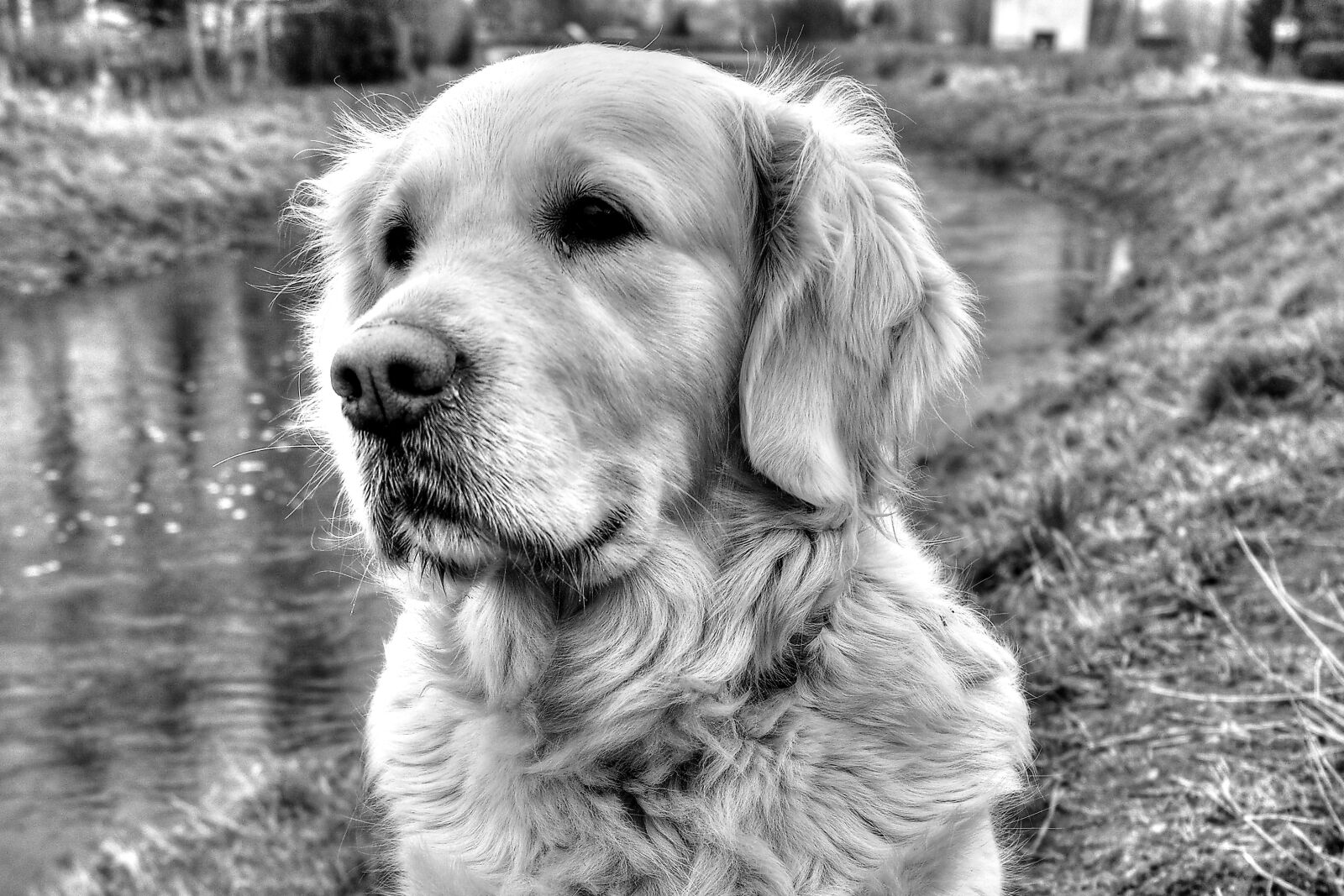 Samsung NX2000 sample photo. Dog house, canidae, charming photography