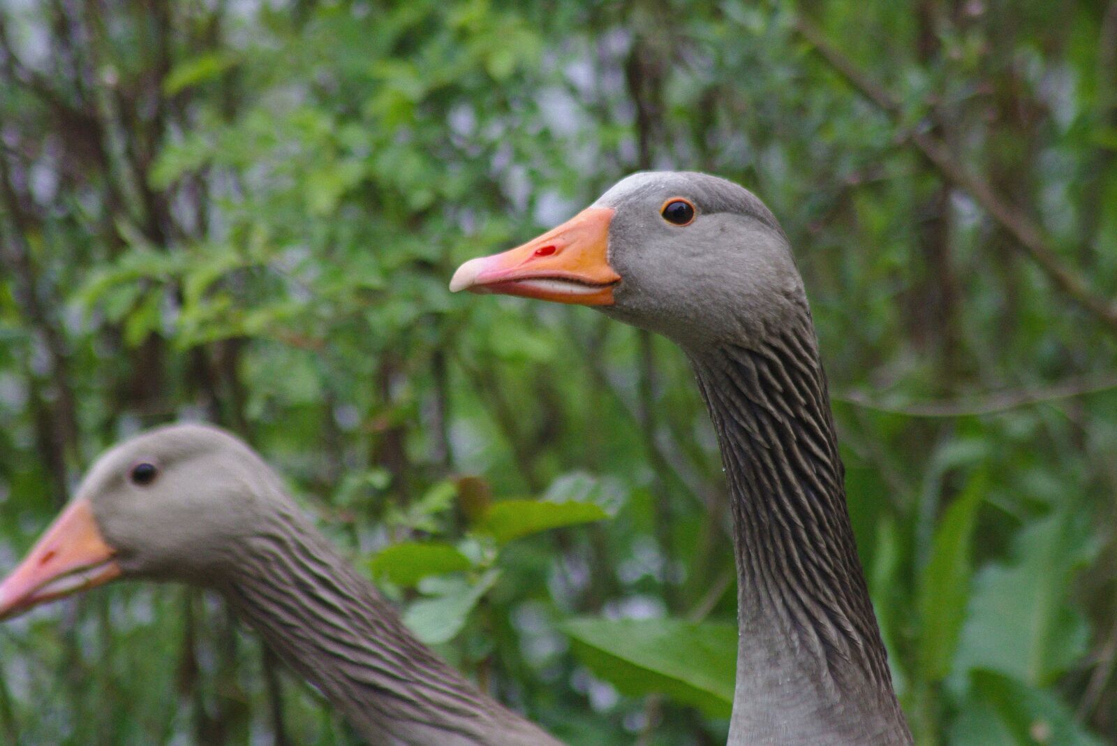 Canon EOS 750D (EOS Rebel T6i / EOS Kiss X8i) sample photo. Duck, head, bill photography