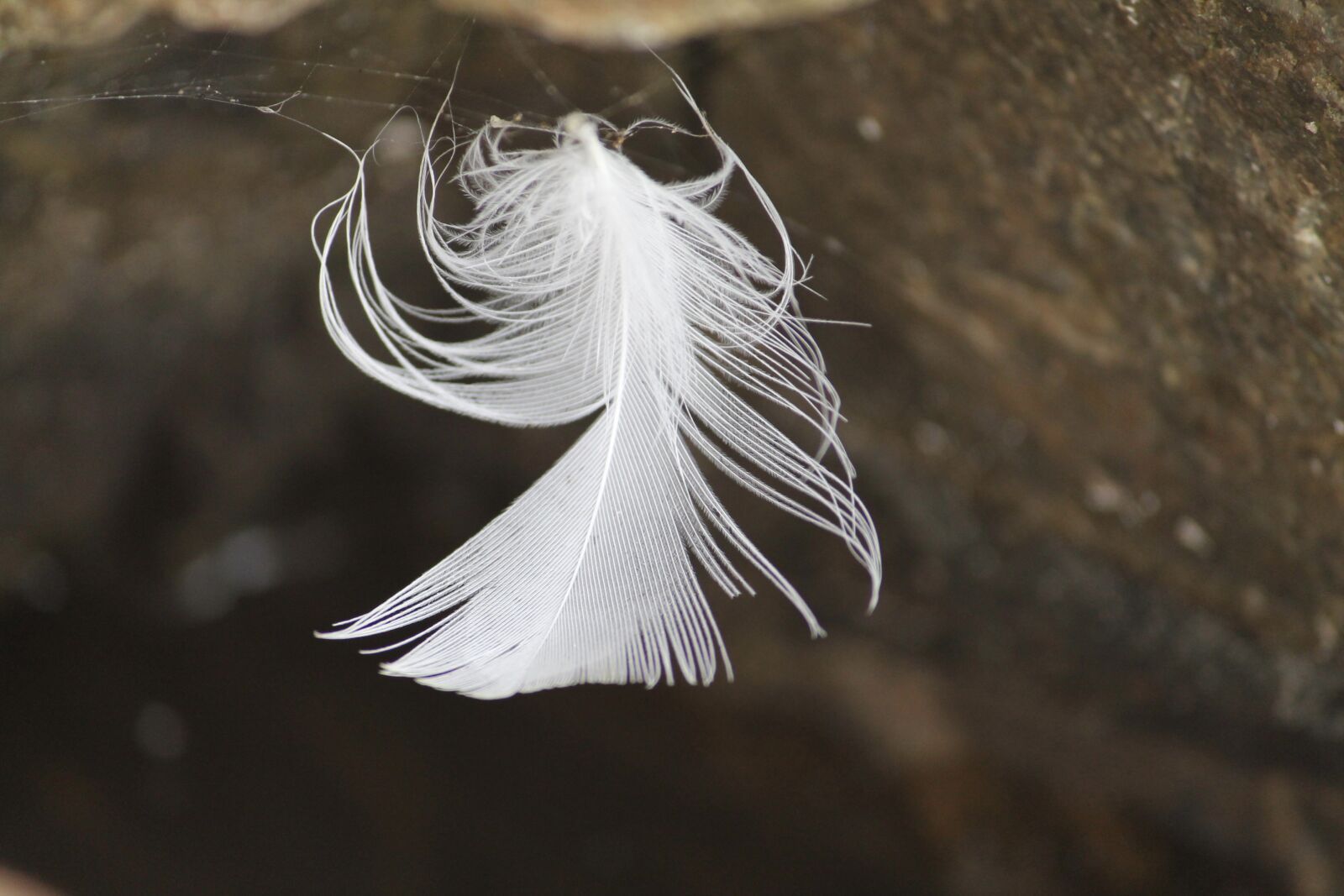 Canon EOS 1100D (EOS Rebel T3 / EOS Kiss X50) + Canon EF-S 55-250mm F4-5.6 IS II sample photo. Feather, white feather, freedom photography
