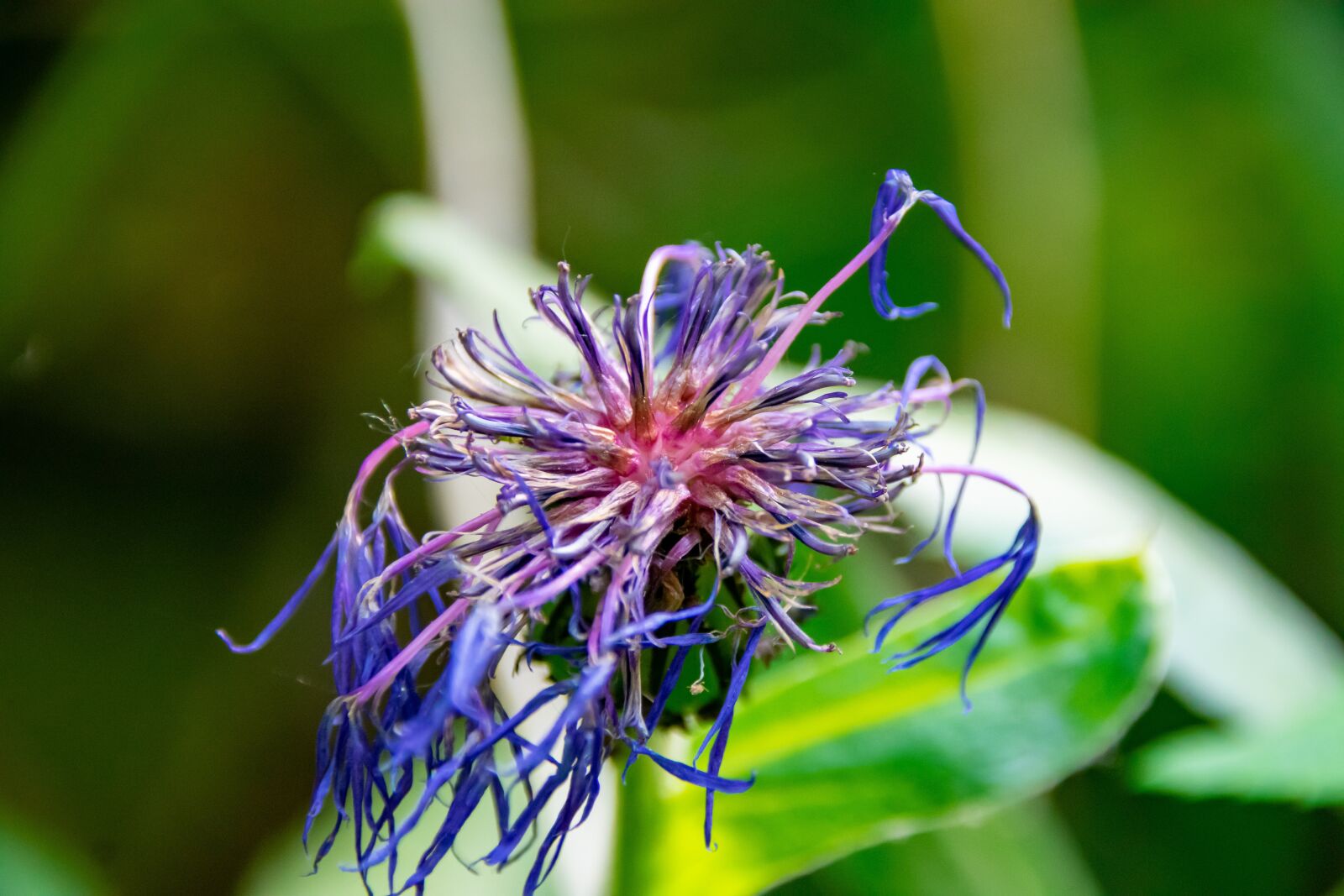 Nikon D3400 sample photo. Knapweed, sad, blue photography