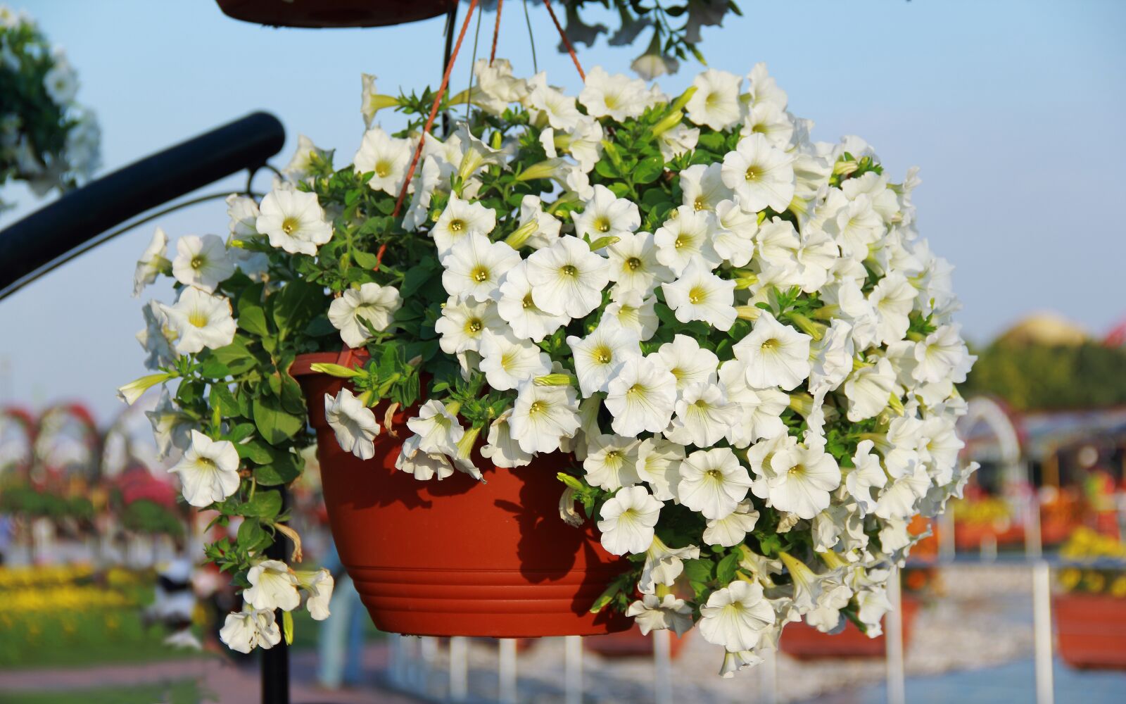 Canon EOS 60D sample photo. White flower, garden, green photography