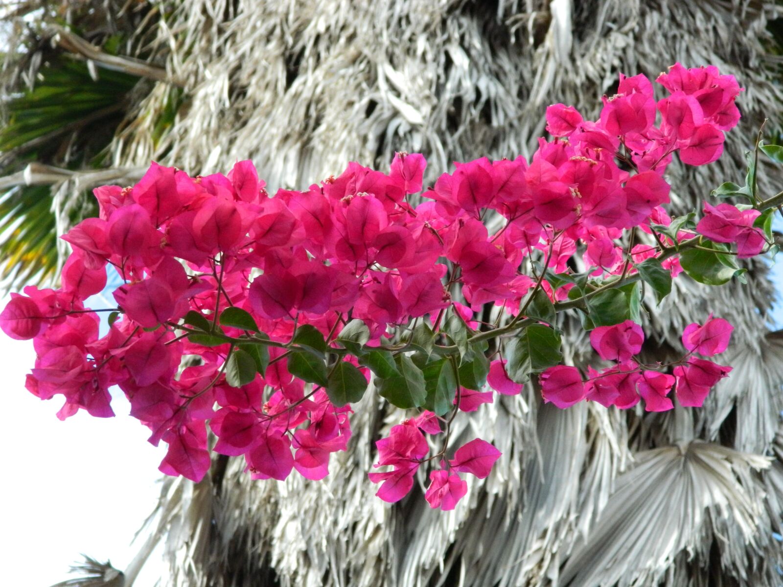 Nikon Coolpix L120 sample photo. Bougainvillea, flower, pink photography
