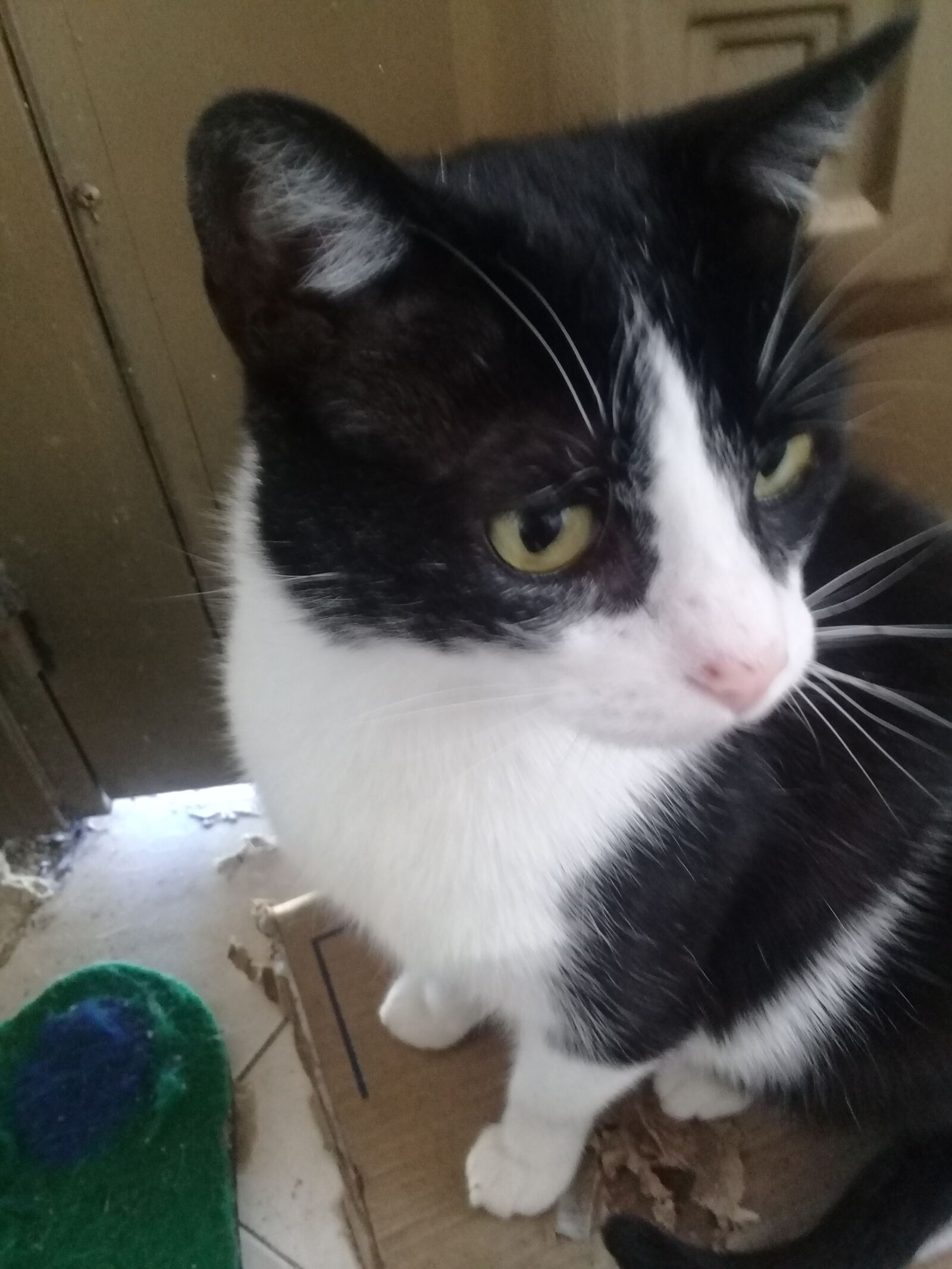 Samsung Galaxy J2 Prime sample photo. Cat, cat eyes tender photography