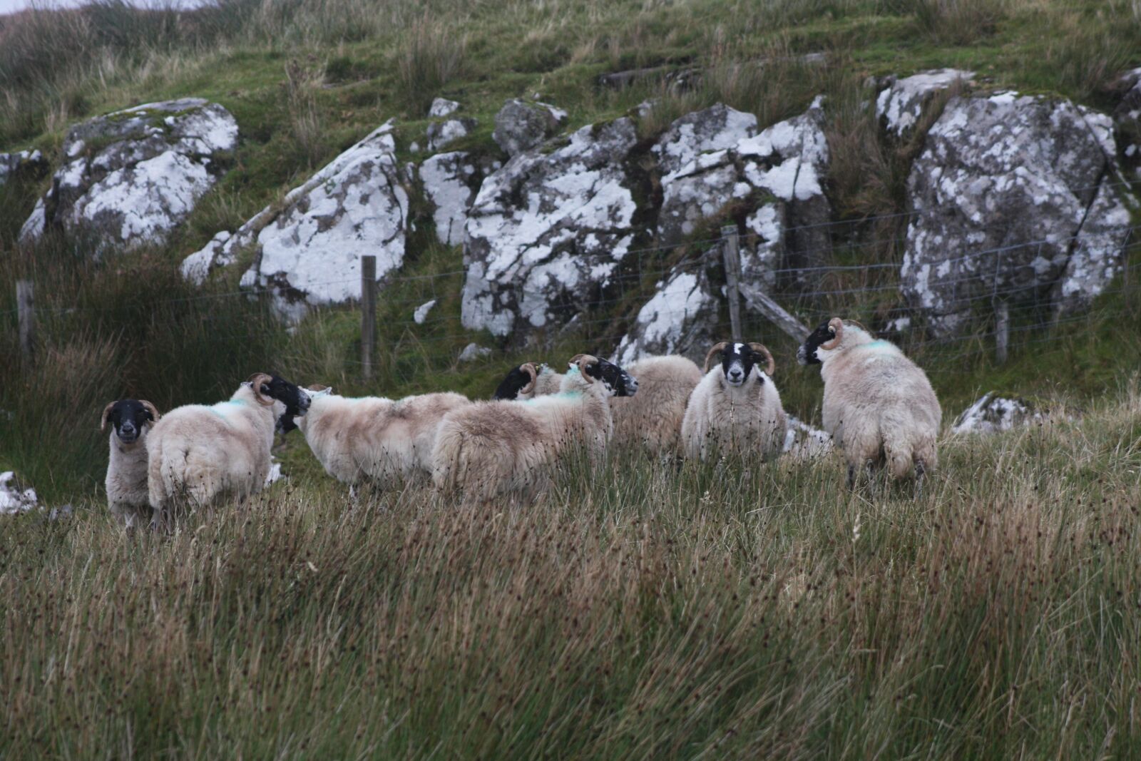 Canon EOS 40D sample photo. Landscape, isle of lewis photography