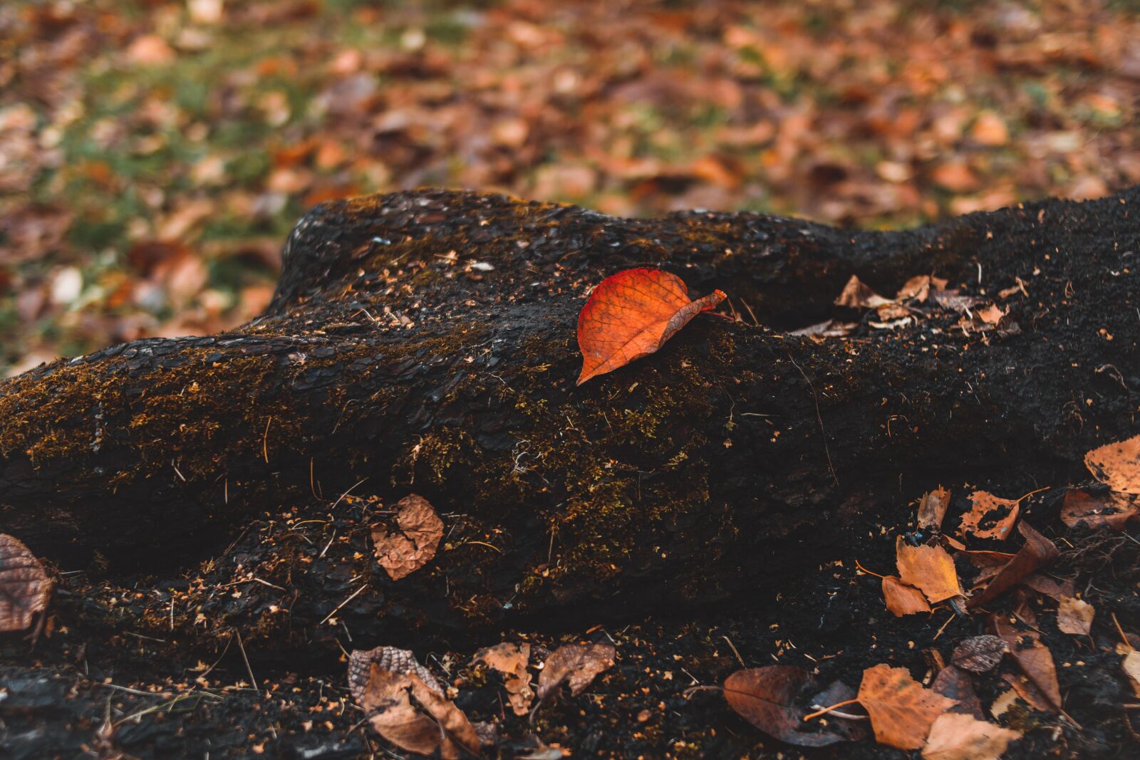 Nikon D5300 sample photo. Tree, sheet, park photography