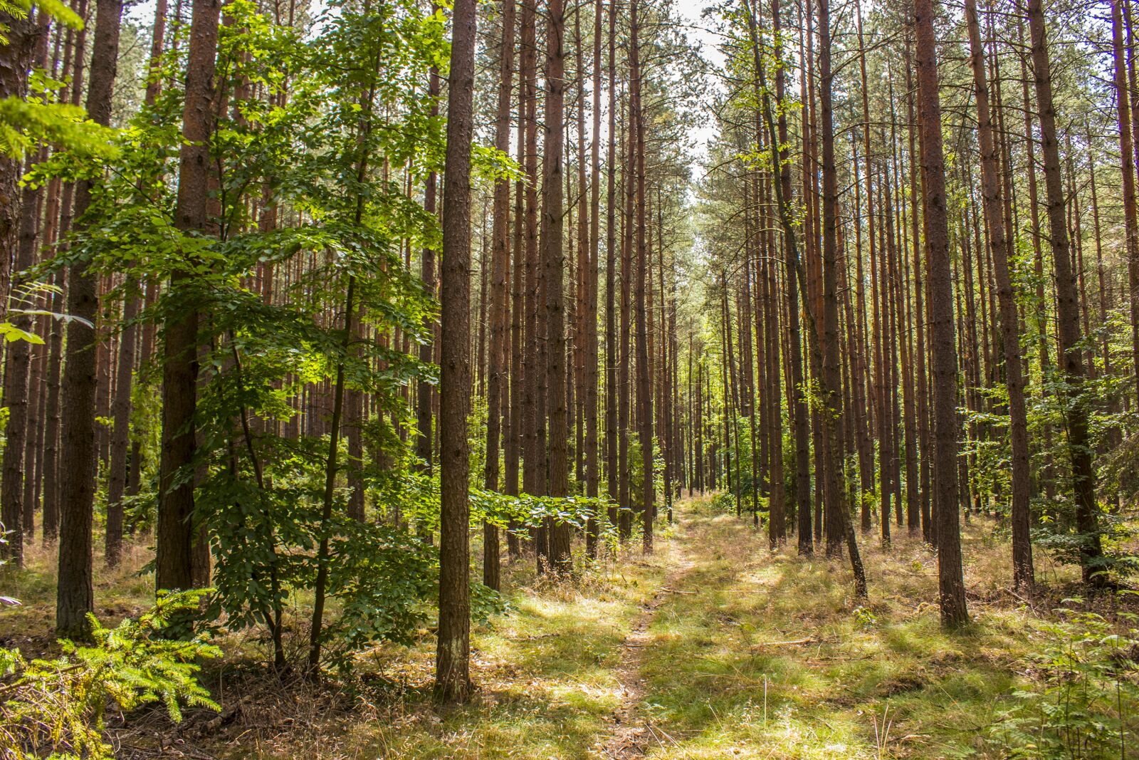 Canon EOS 1300D (EOS Rebel T6 / EOS Kiss X80) sample photo. Forest, tree, nature photography