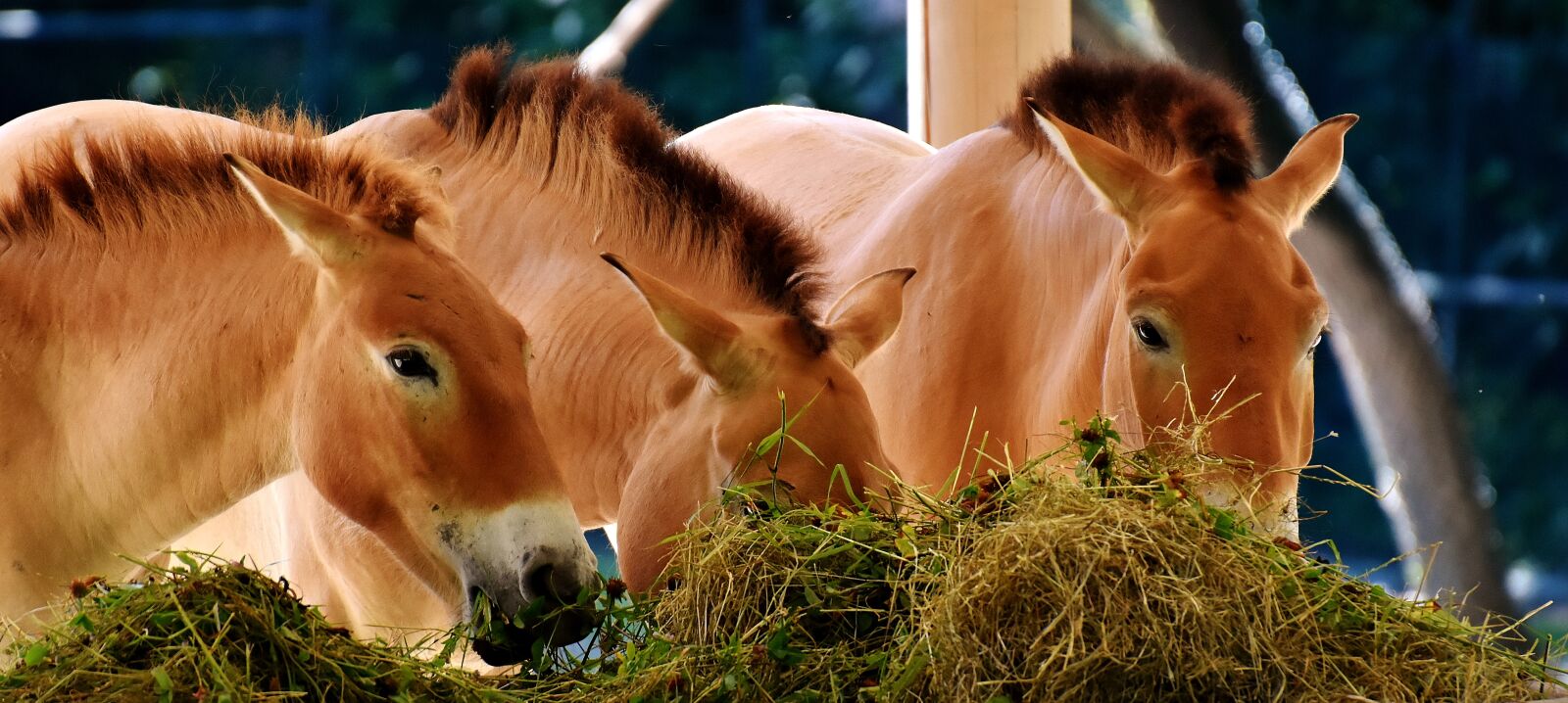 Nikon D7200 sample photo. Horses, feeding, eat photography